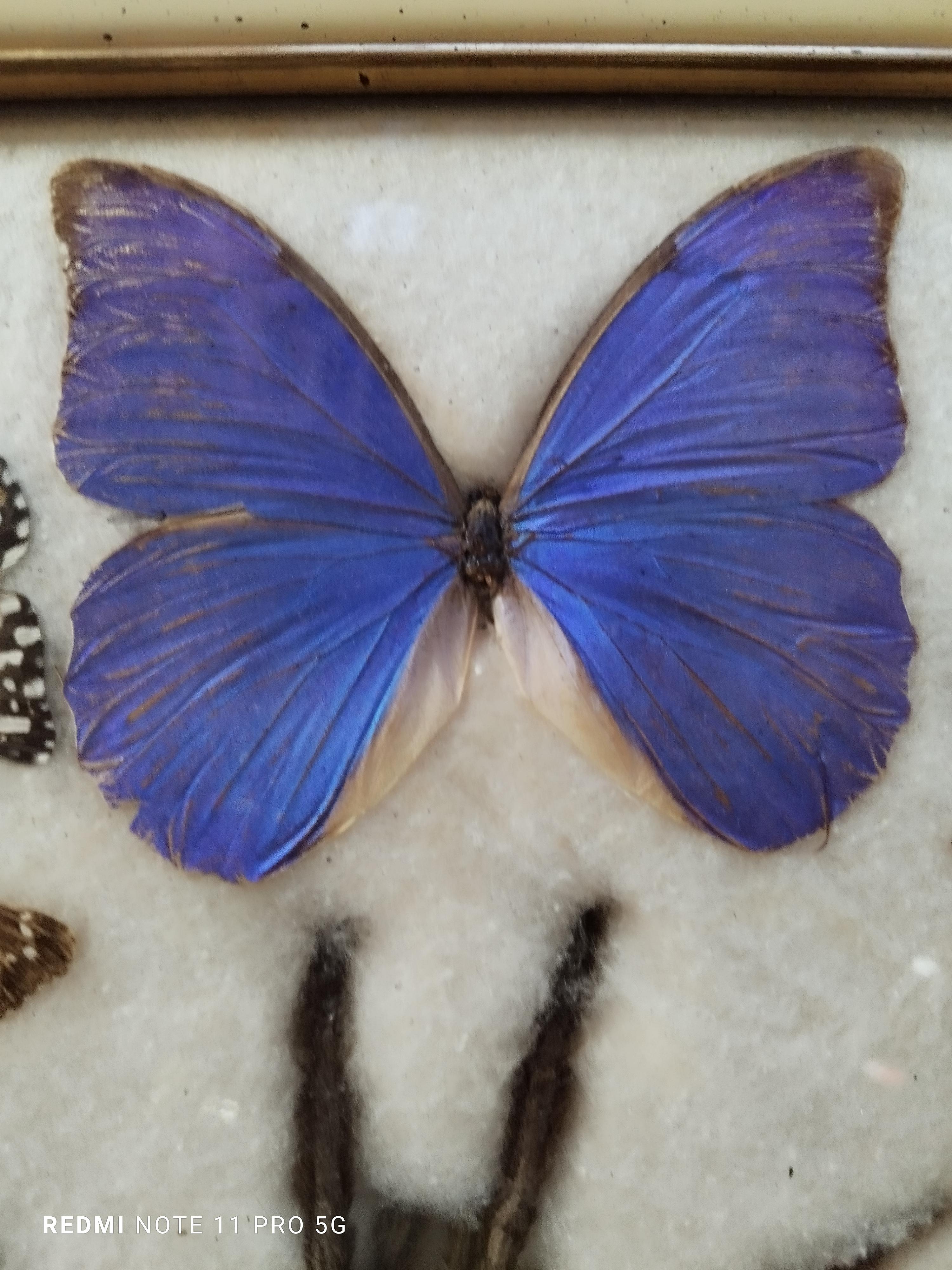 Mid-Century Modern Collections of  Butterflies and Insectin Taxidermy from the 60s For Sale