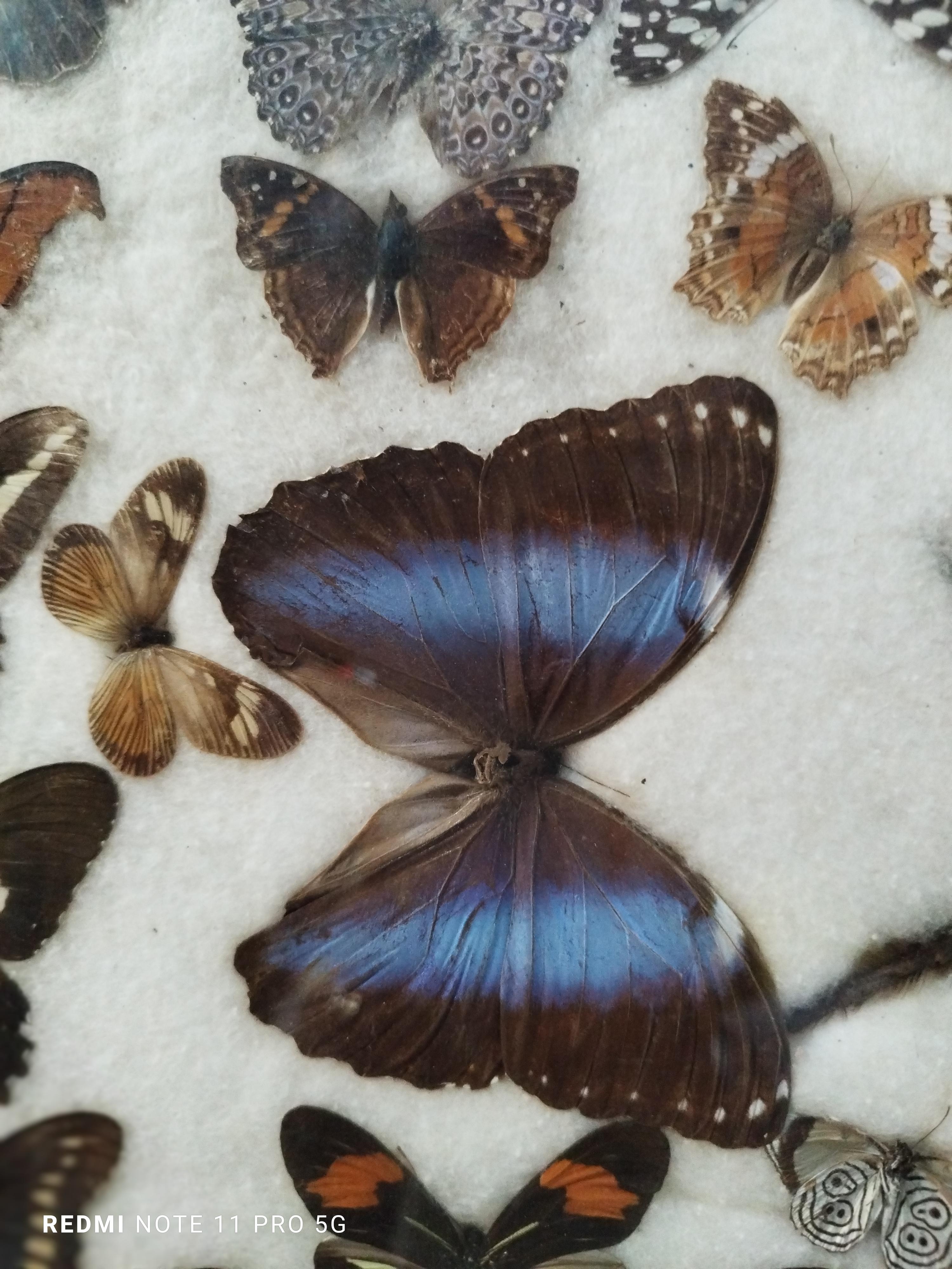Brazilian Collections of  Butterflies and Insectin Taxidermy from the 60s For Sale