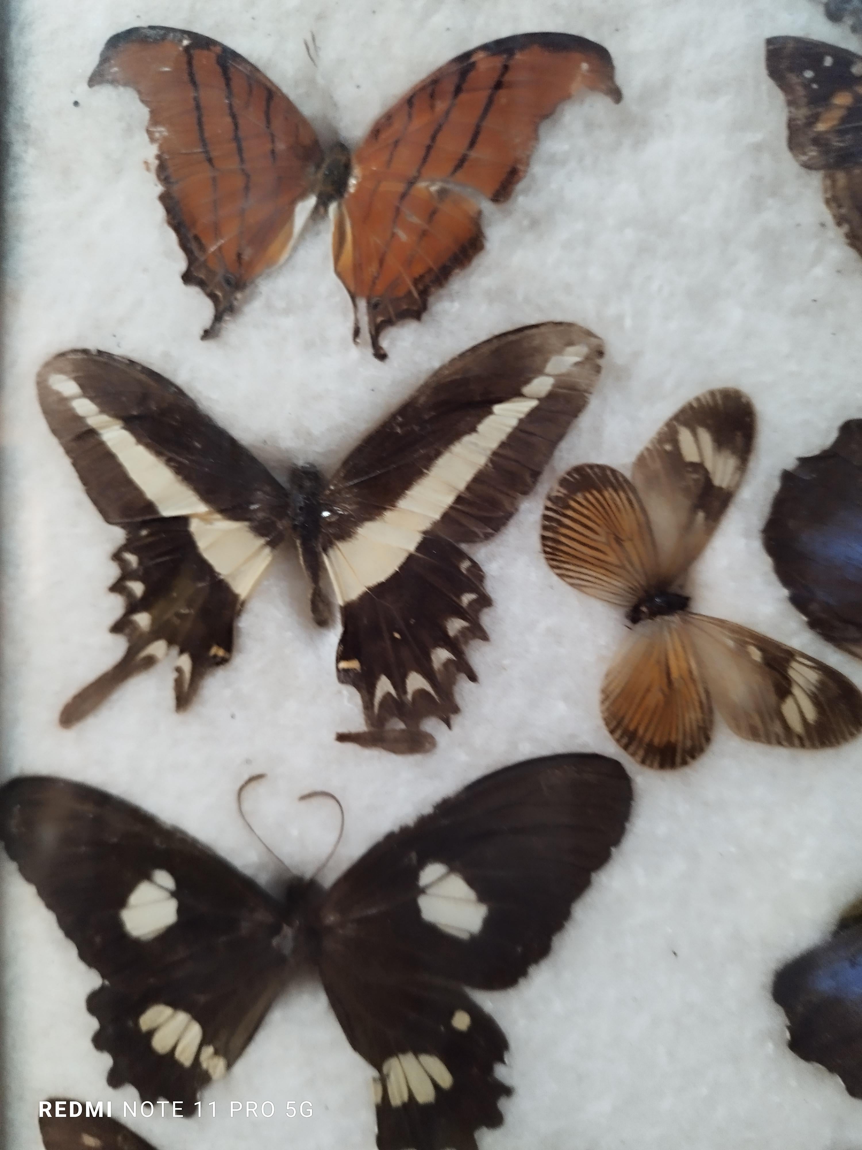 Mid-20th Century Collections of  Butterflies and Insectin Taxidermy from the 60s For Sale