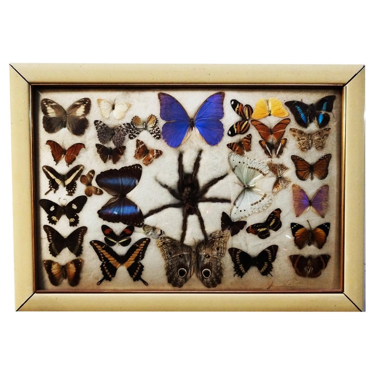 HOMSFOU Cornice Per Campioni Di Farfalle - Vetrina In Legno 30x20cm Con Farfalla Inclusa, Decorazione Da Parete