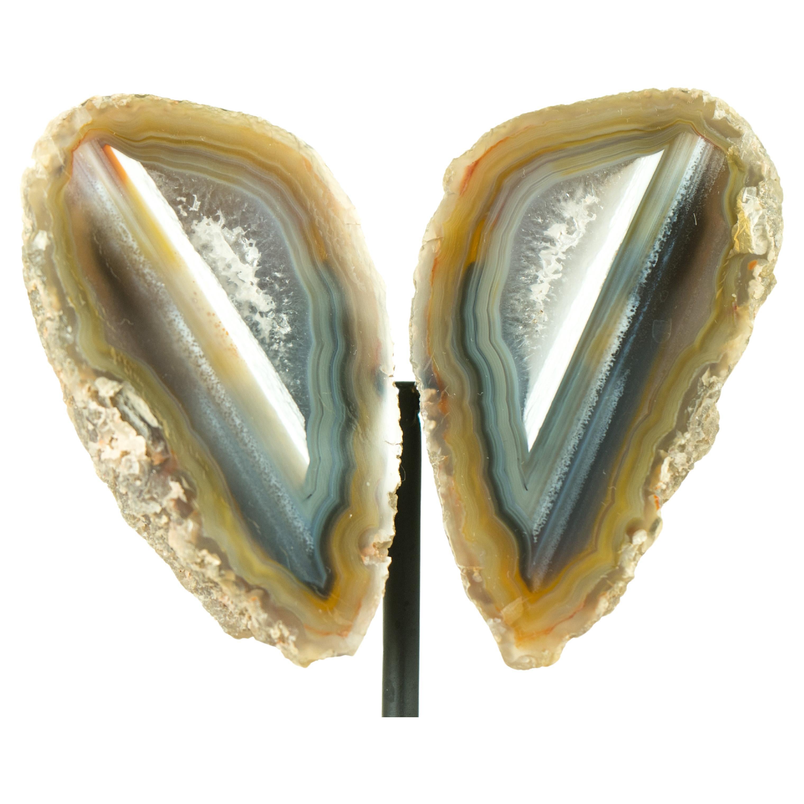 This unique, small agate geode displays collector-grade horizontal water line laces formed over millions of years that showcase the exact position where the agate formed. A top-tier specimen, it's perfect for your gallery shelf or as a standout