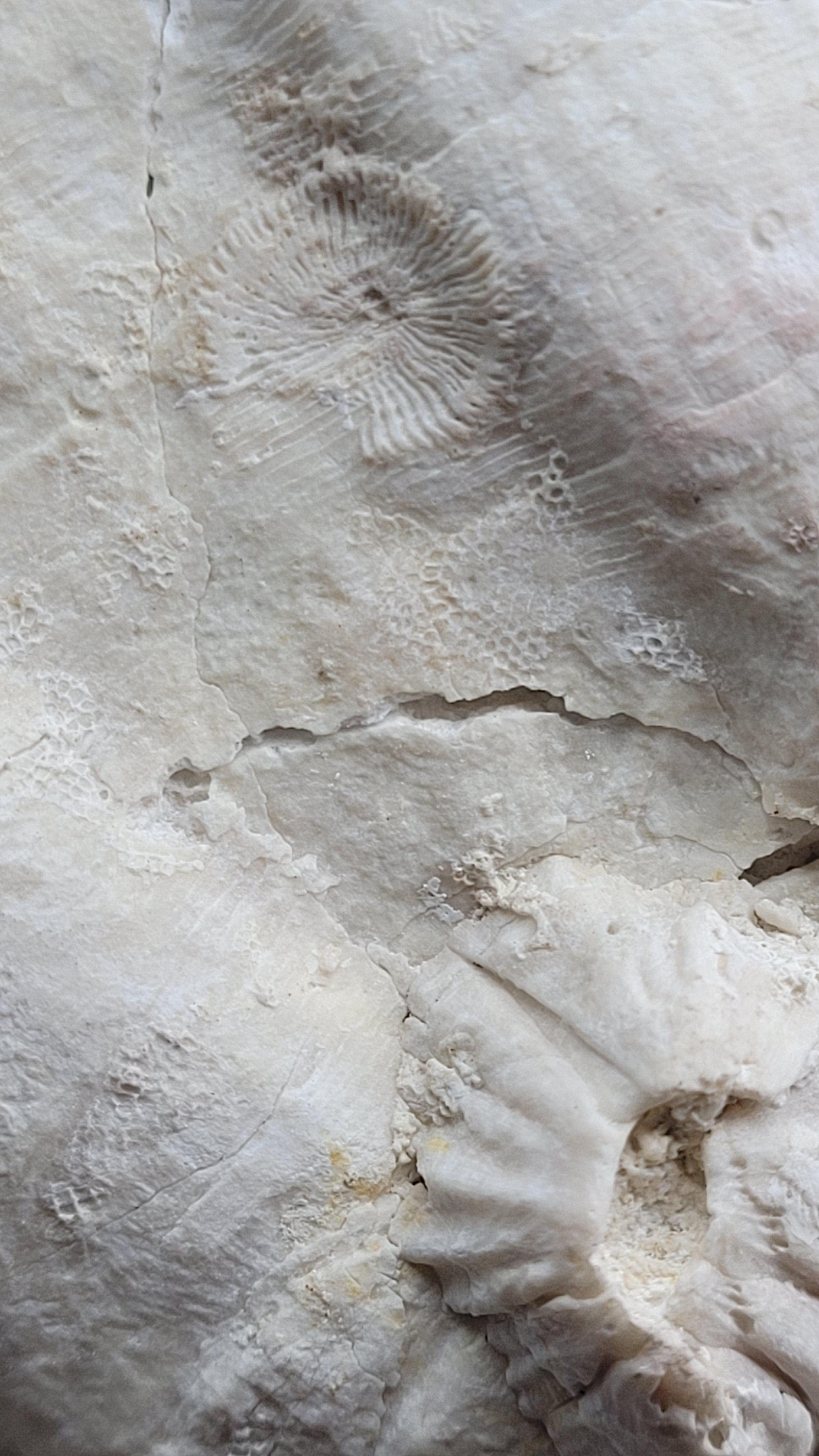 Collector Specimen of Fossil Giganto Pecten, Removable stand. 20 millions.y old For Sale 5