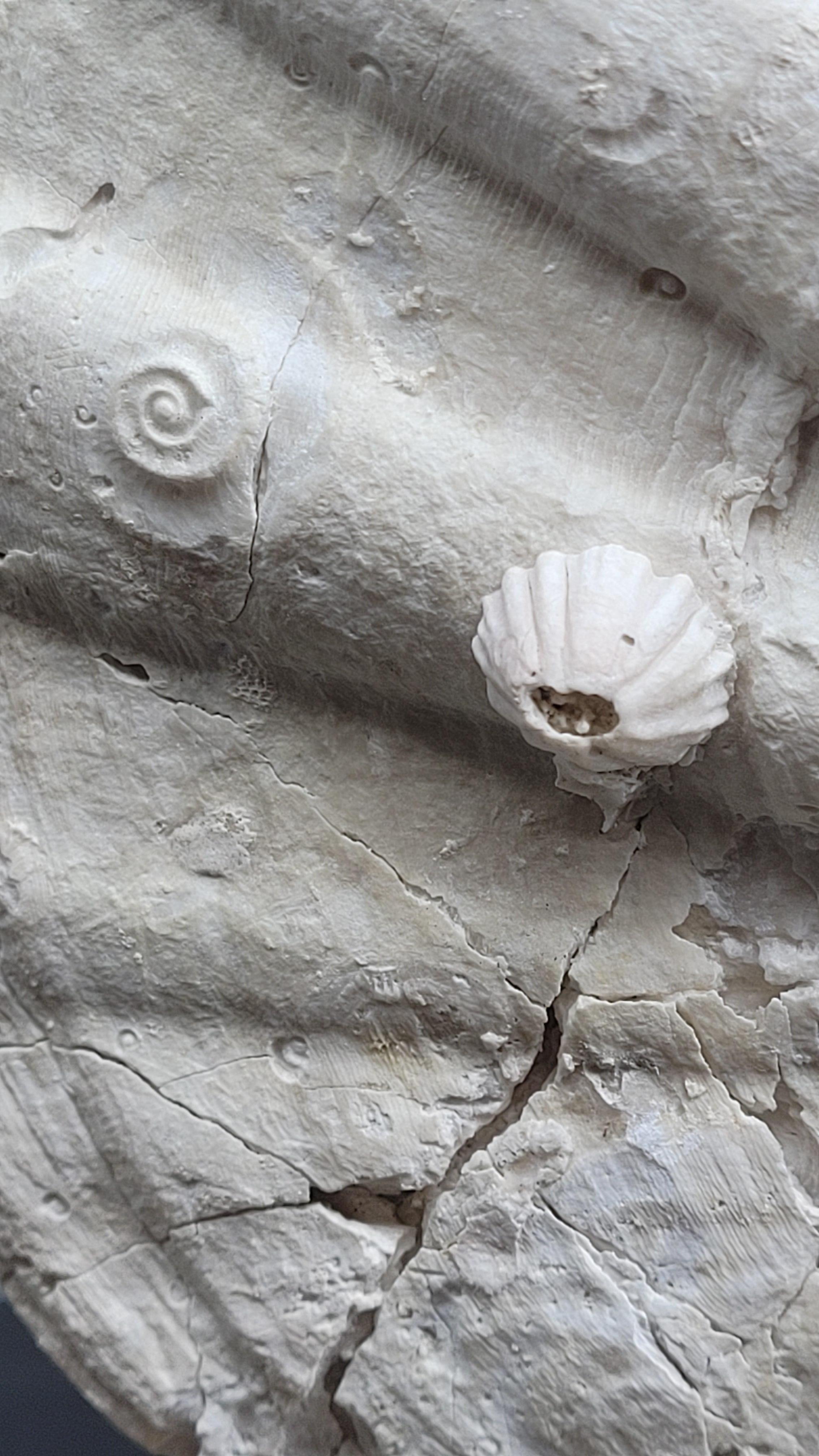 Collector Specimen of Fossil Giganto Pecten, Removable stand. 20 millions.y old For Sale 6