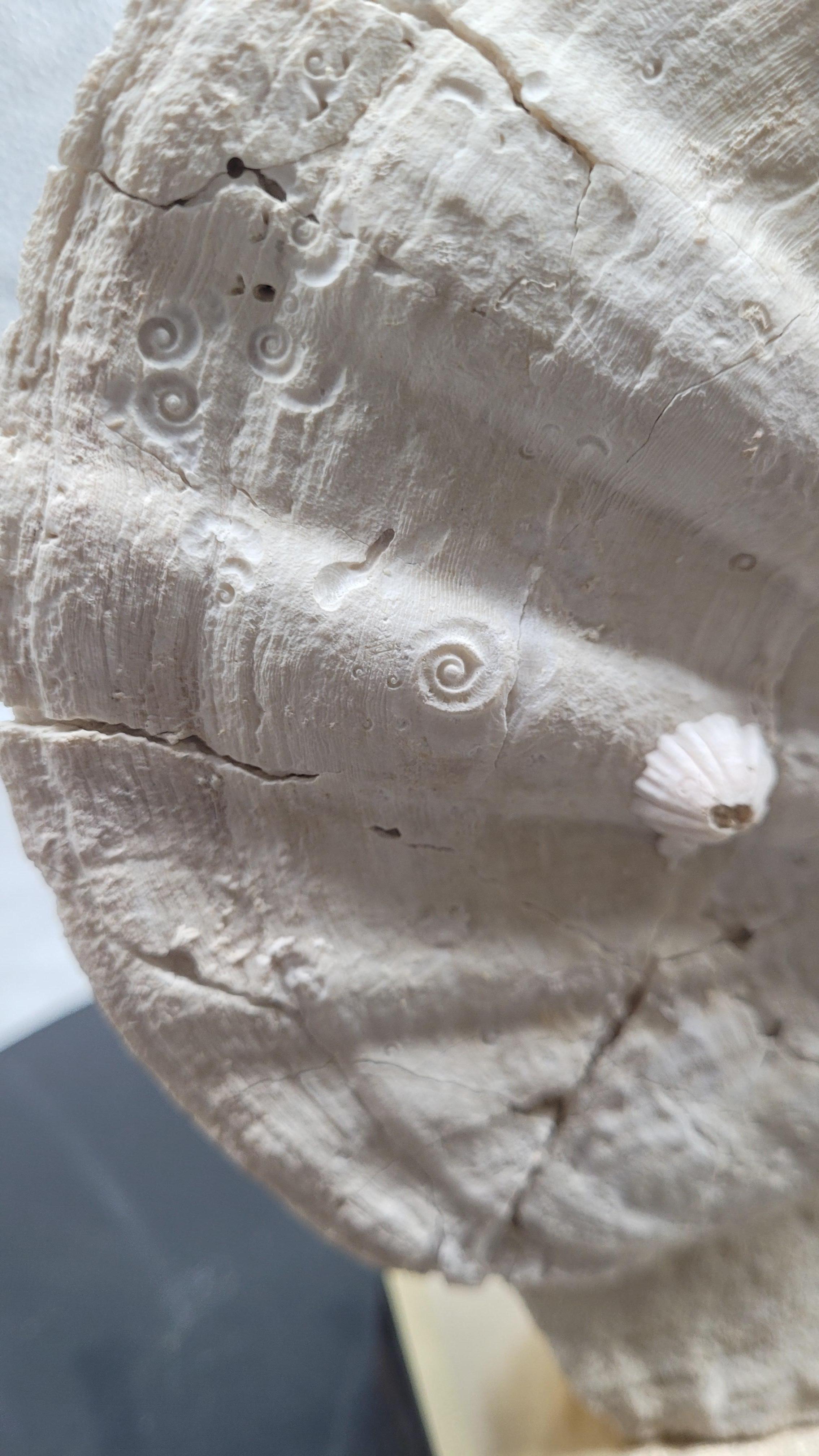 This specimen of Giganto Pecten Restitutensis from France, Lubéron, is an authentic collector piece. 
Absolutely no restaurations, 100% natural, slowly sandblasted with precision and patience. We keep this treatment for only the very best