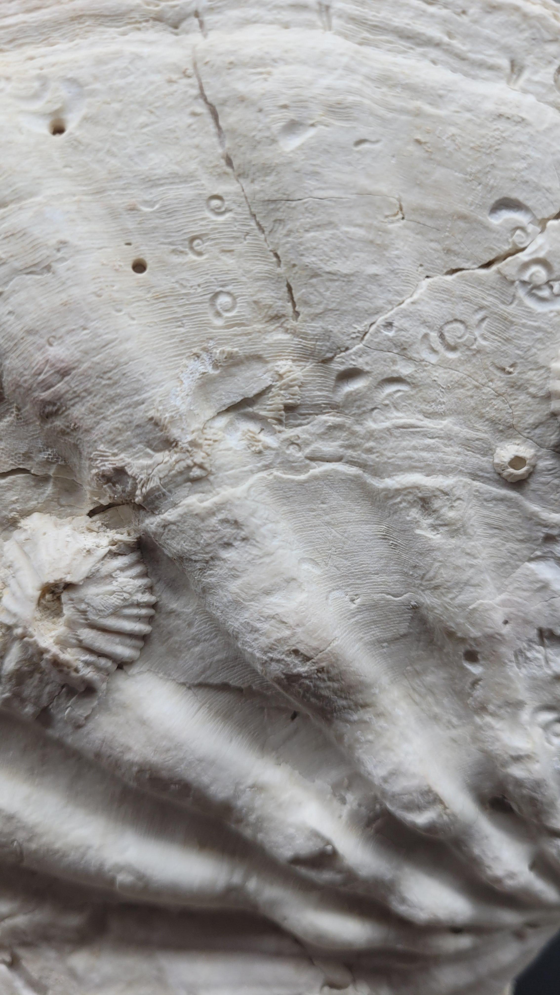 Collector Specimen of Fossil Giganto Pecten, Removable stand. 20 millions.y old In New Condition For Sale In MARSEILLE, FR