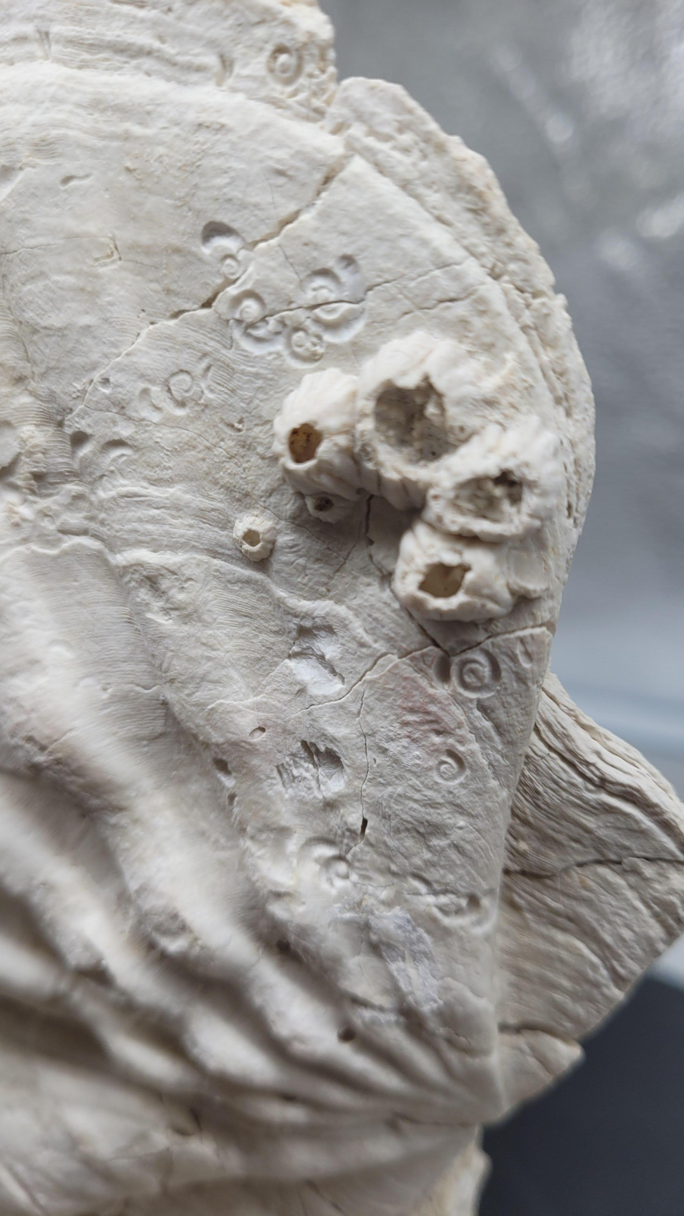 Contemporary Collector Specimen of Fossil Giganto Pecten, Removable stand. 20 millions.y old For Sale