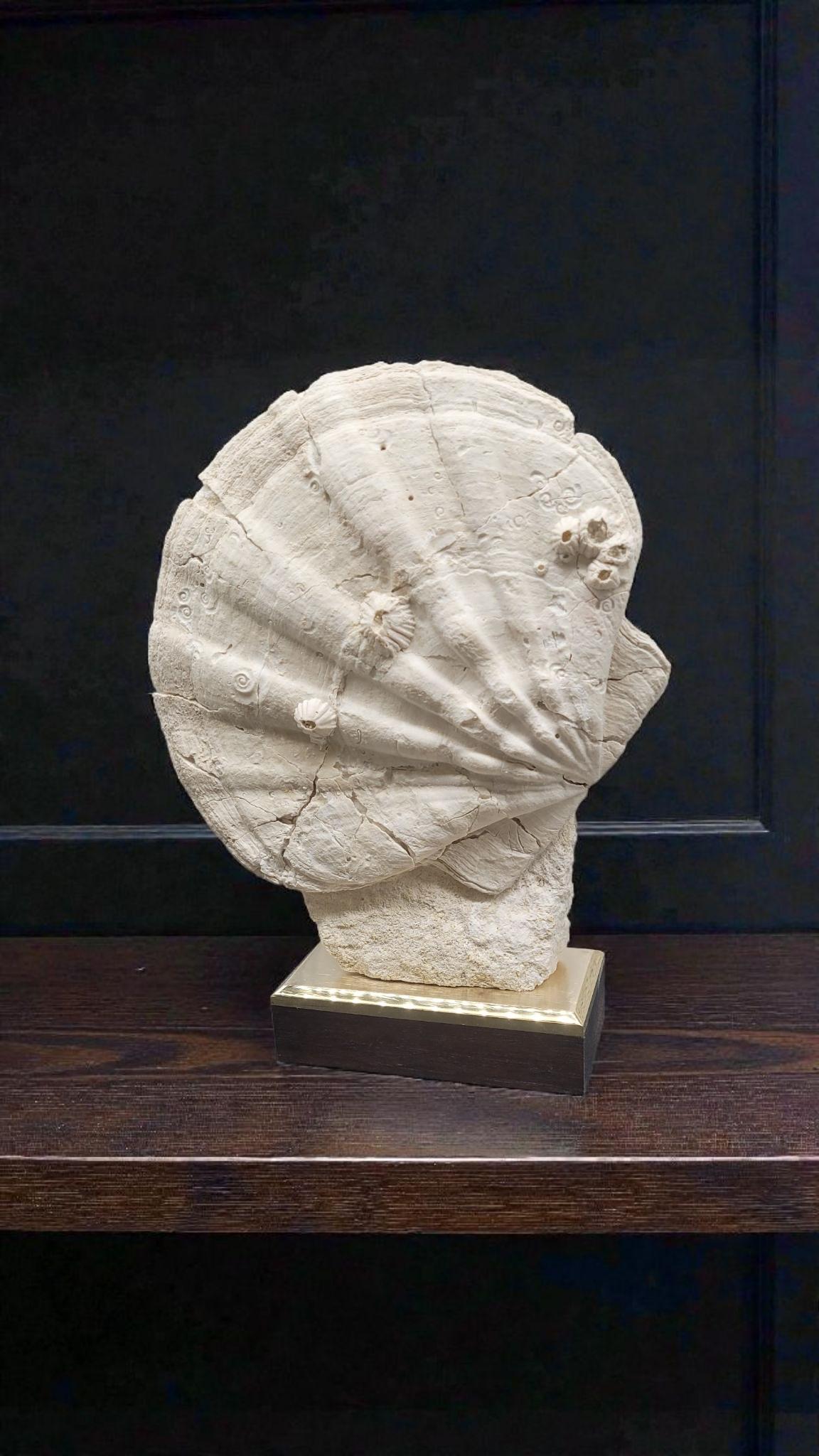 Stone Collector Specimen of Fossil Giganto Pecten, Removable stand. 20 millions.y old For Sale