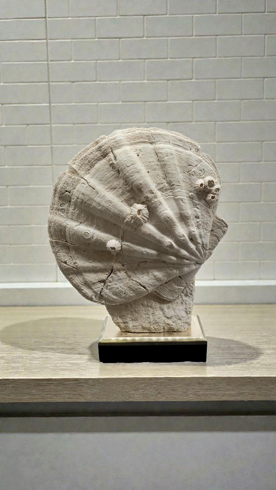 Collector Specimen of Fossil Giganto Pecten, Removable stand. 20 millions.y old For Sale 1