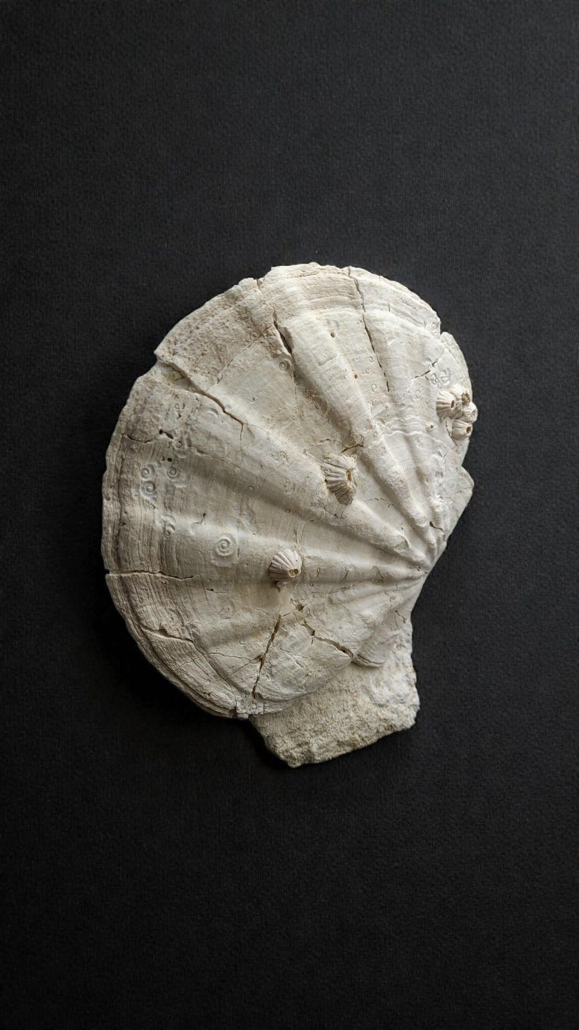 Collector Specimen of Fossil Giganto Pecten, Removable stand. 20 millions.y old For Sale 2