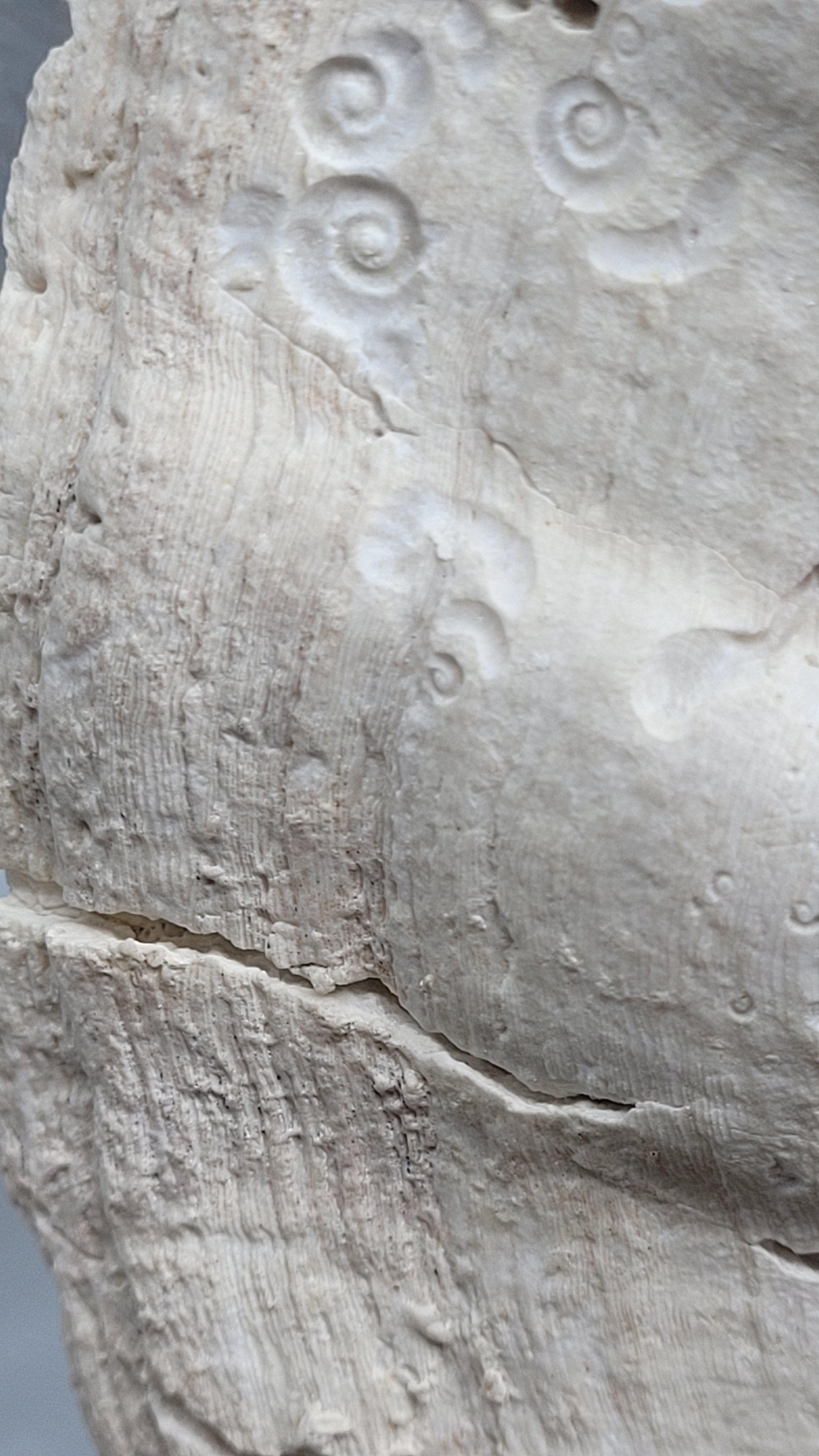 Collector Specimen of Fossil Giganto Pecten, Removable stand. 20 millions.y old For Sale 3