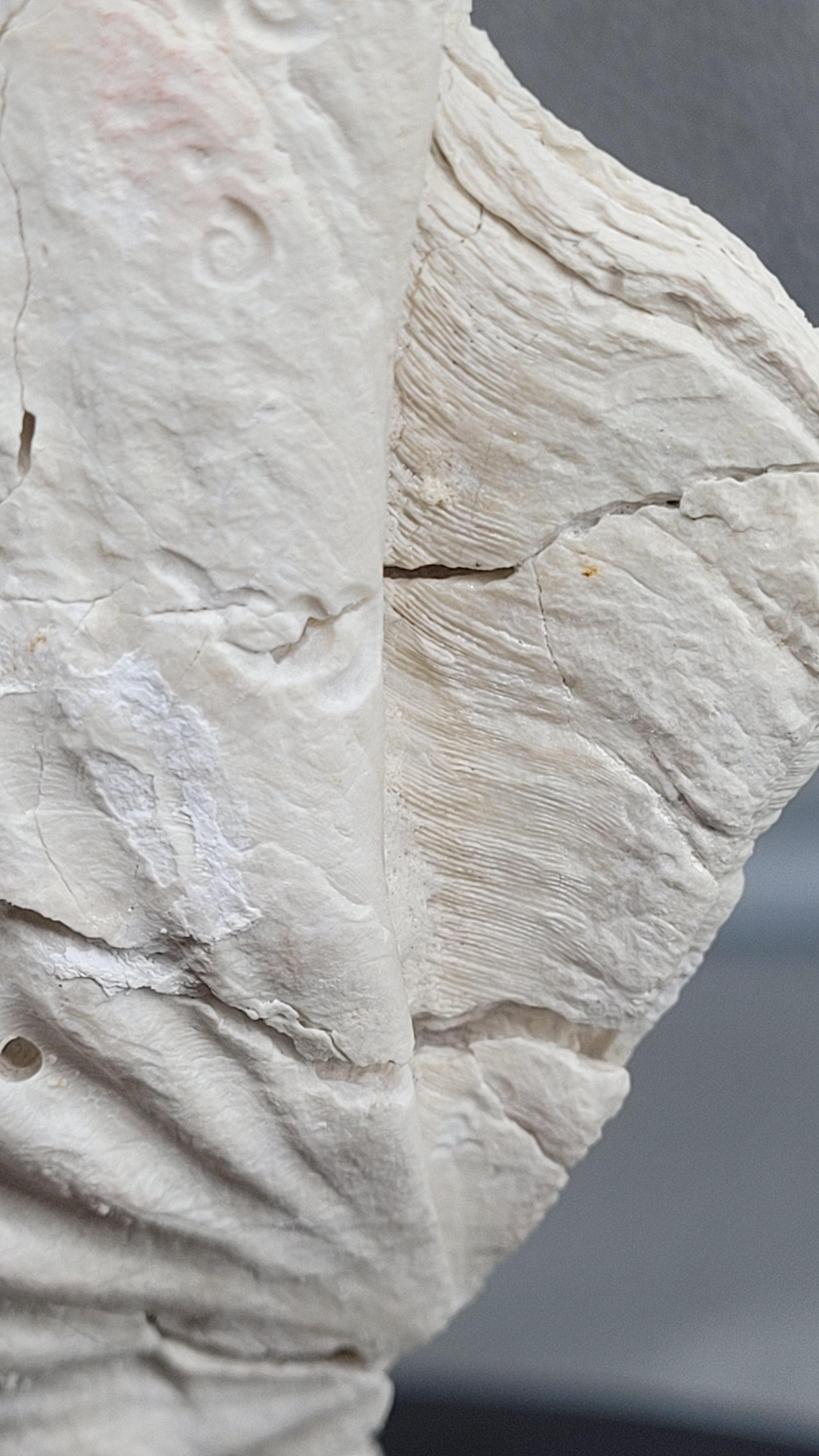 Collector Specimen of Fossil Giganto Pecten, Removable stand. 20 millions.y old For Sale 4