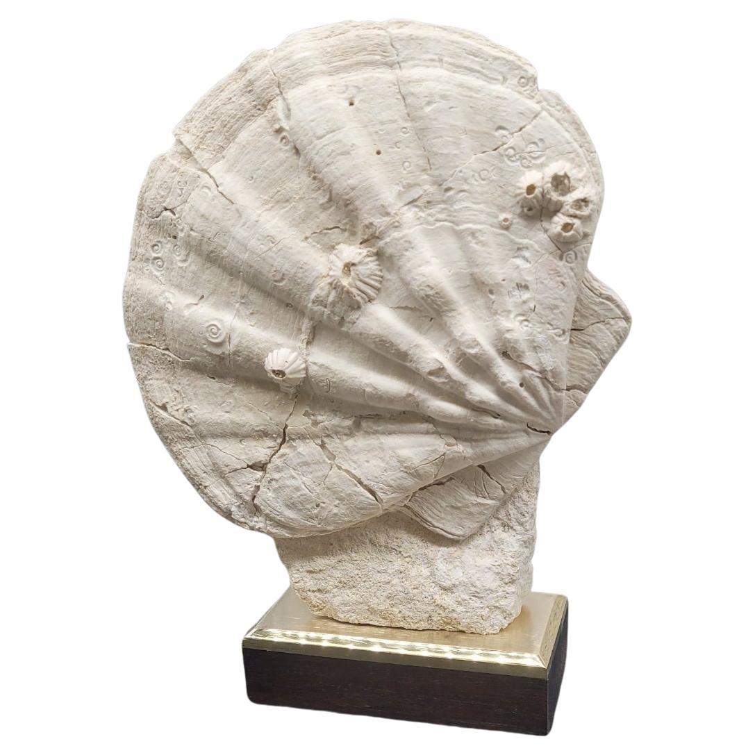 Sammler Exemplar von Fossil Giganto Pecten, abnehmbarer Ständer. 20 millions.y alt