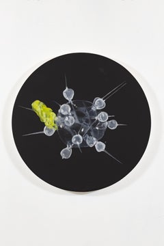 Radiolarian