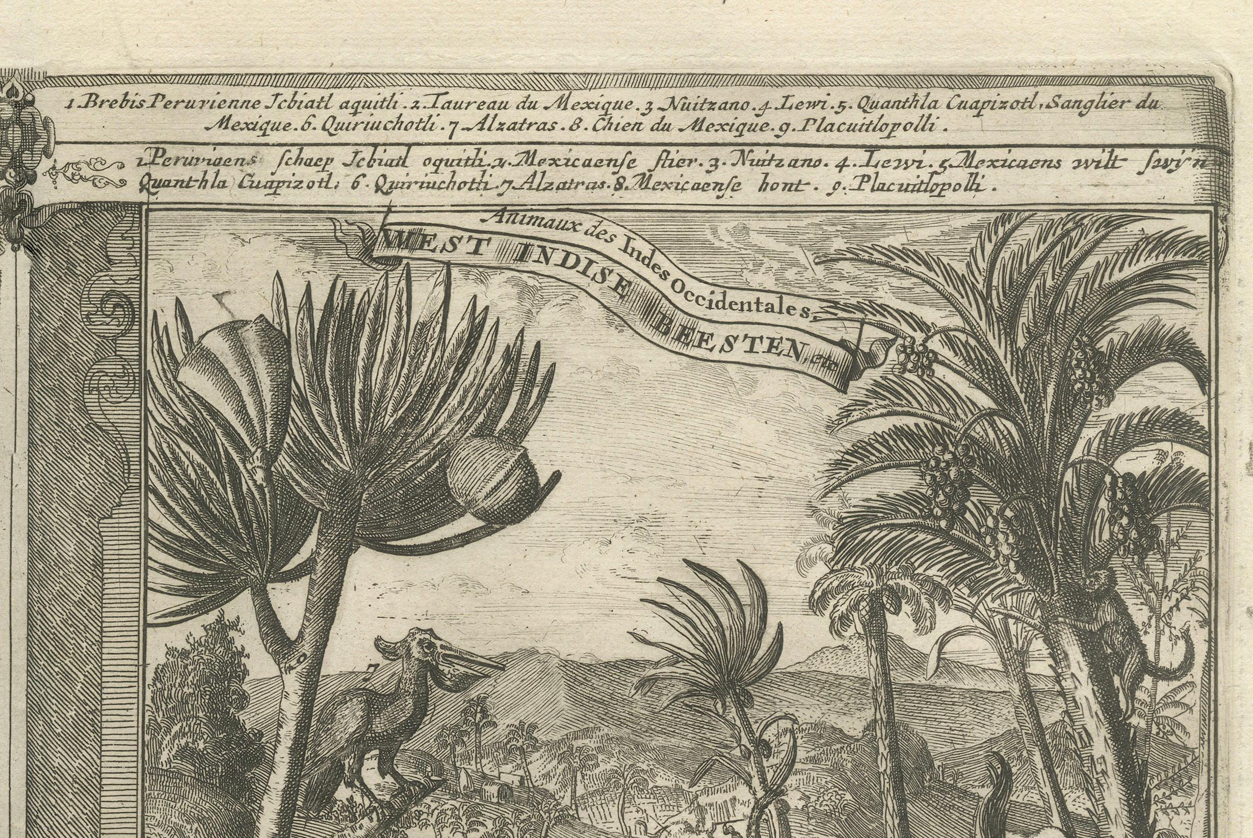 Koloniale Kuriositäten: The Fauna of the West Indies, von R. de Hooghe, um 1708 (Graviert) im Angebot