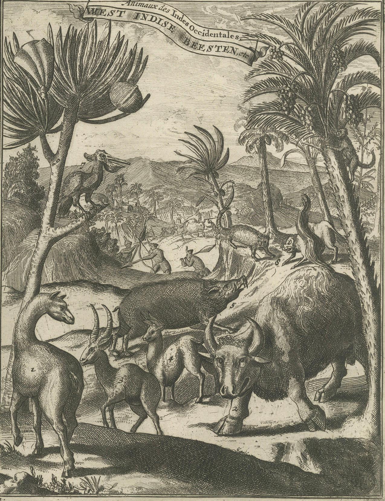 Koloniale Kuriositäten: The Fauna of the West Indies, von R. de Hooghe, um 1708 (Frühes 18. Jahrhundert) im Angebot