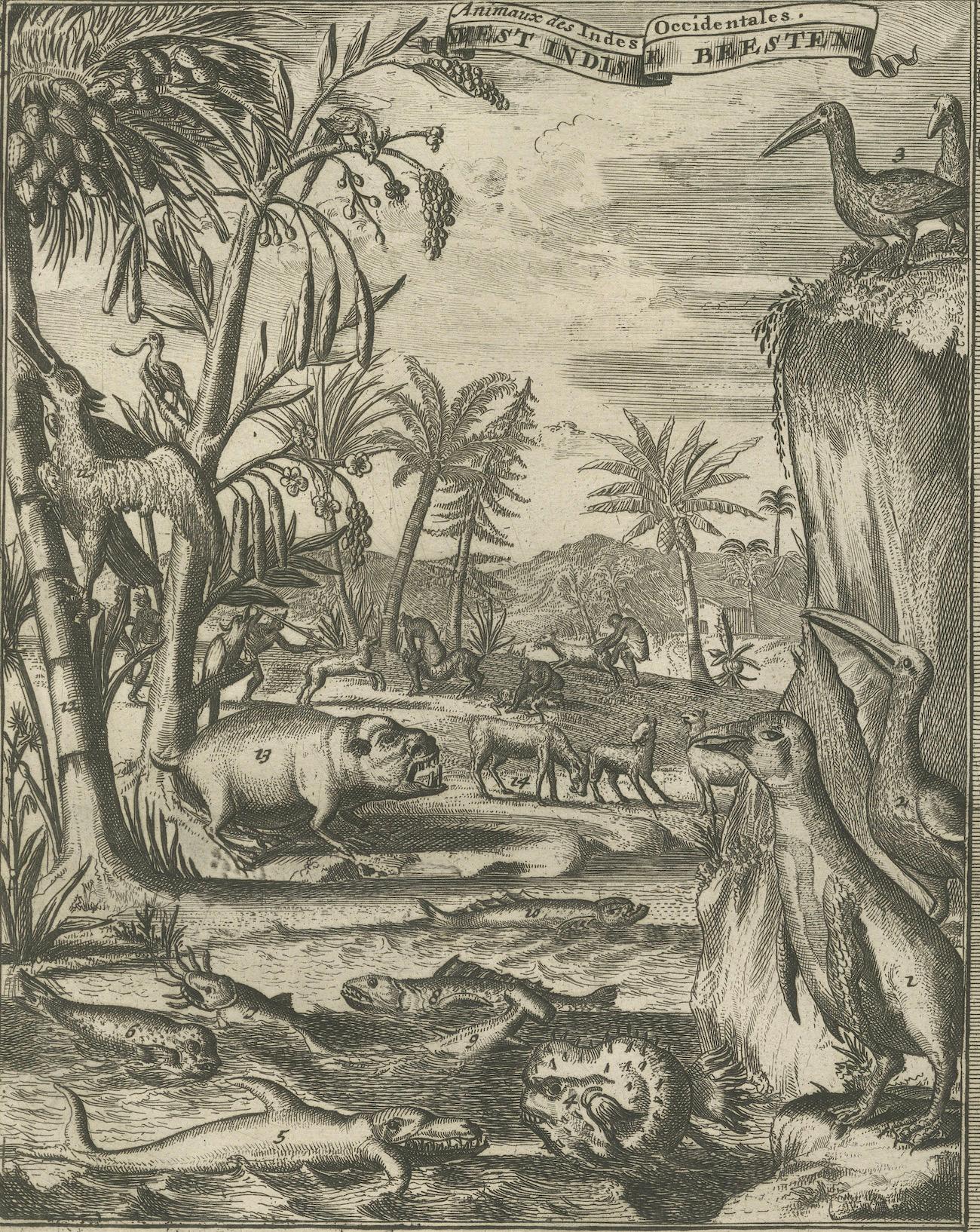 Koloniale Kuriositäten: The Fauna of the West Indies, von R. de Hooghe, um 1708 (Papier) im Angebot