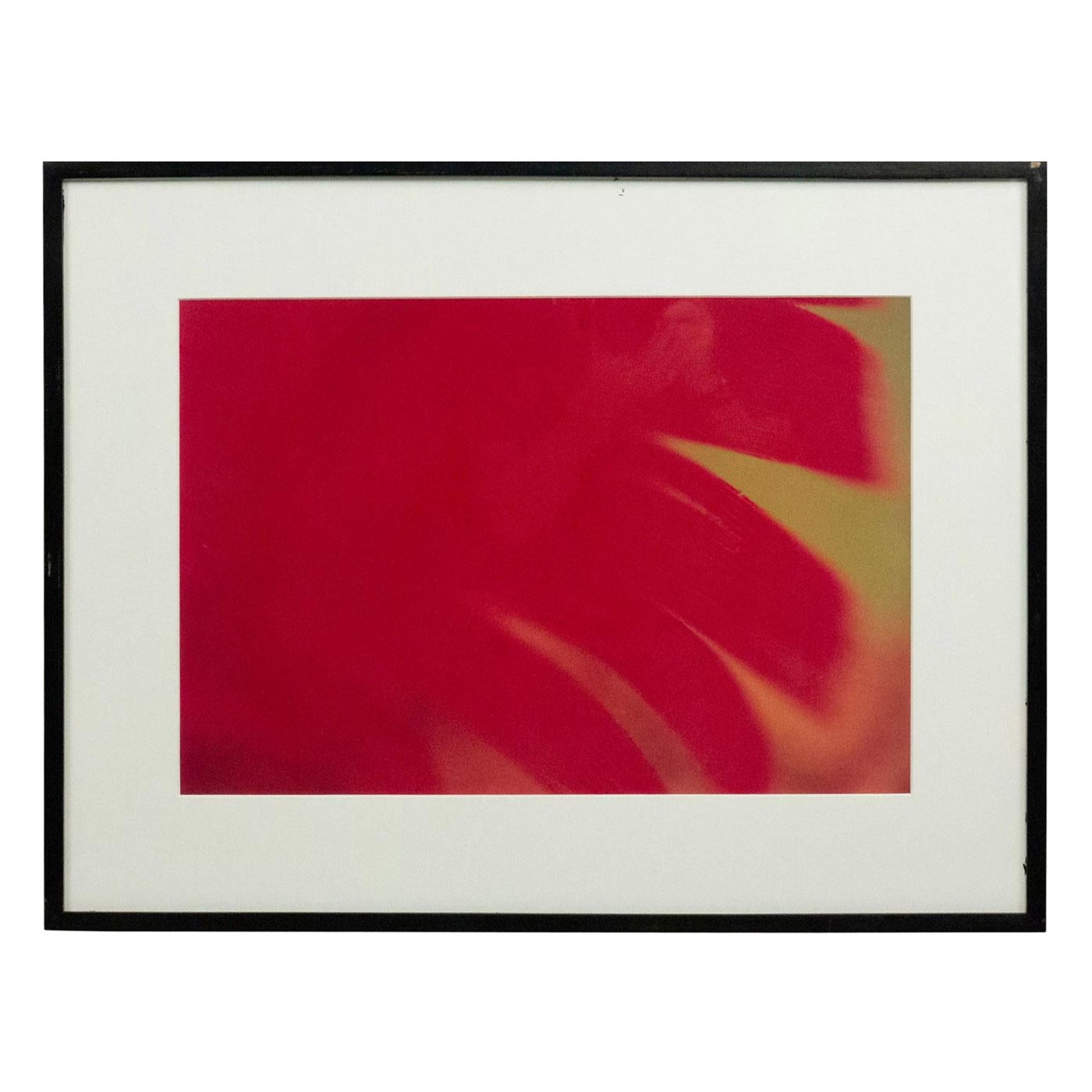 Color Photograph Detail of a Red Flower