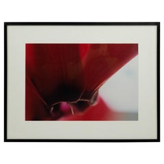 Color Photograph of a Detail of a Purple Flower