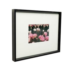 Photographie couleur de fleurs roses