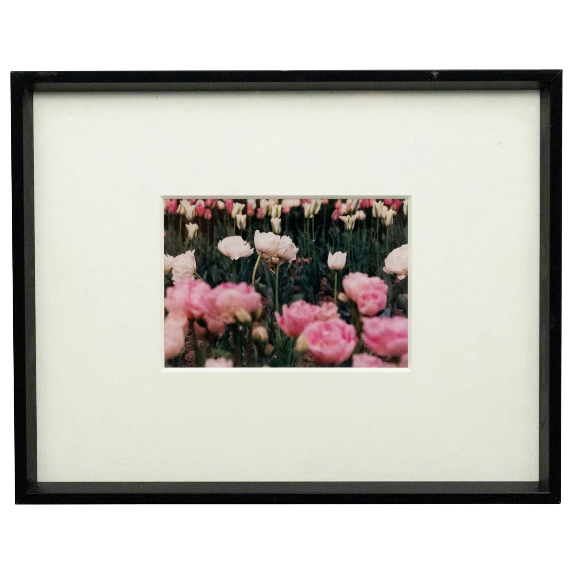 Color Photograph of Pink Flowers