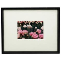 Color Photograph of Pink Flowers