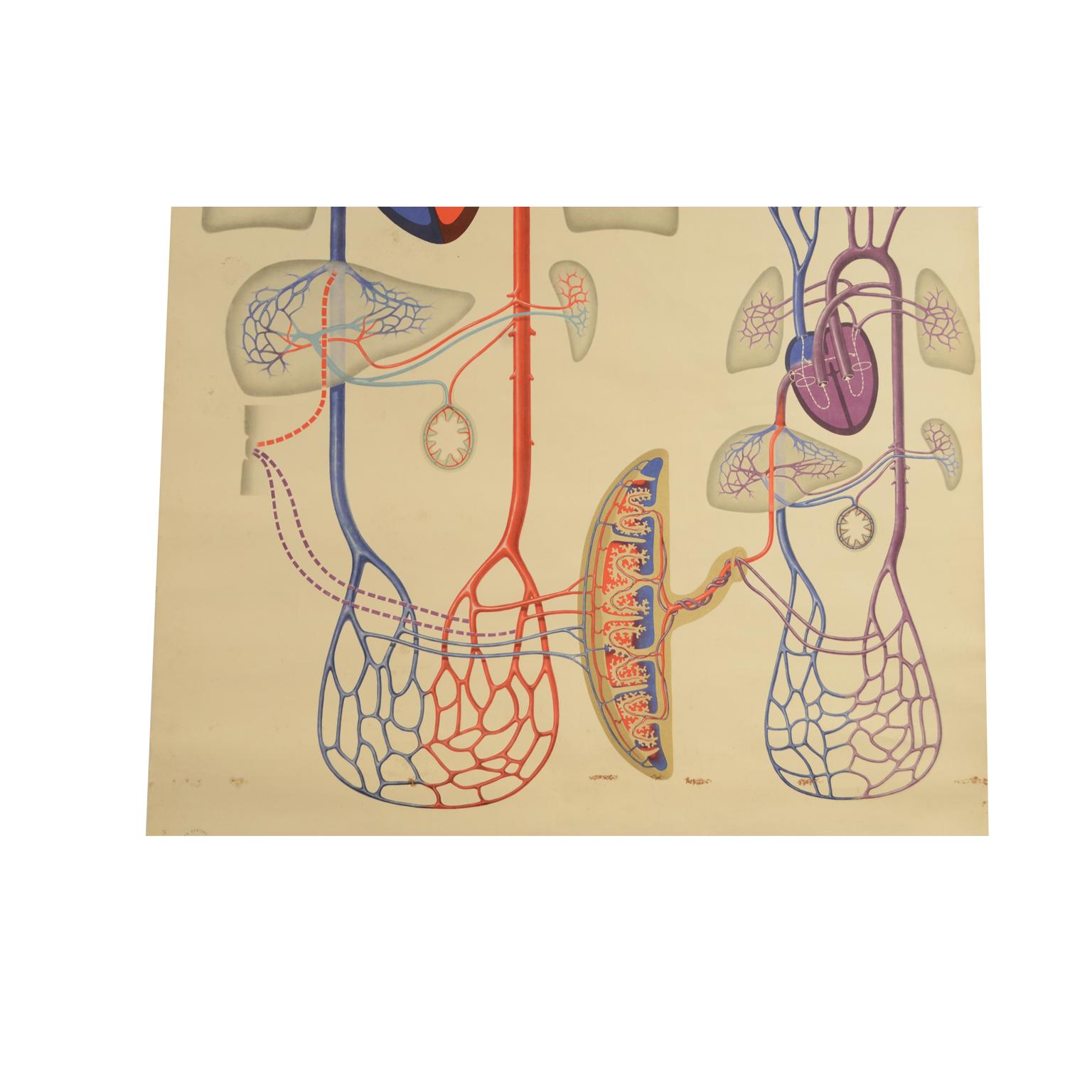 Anatomical didactic plate depicting the circulatory system, from the 1930s, by the Deutsches Hygiene- Museum in Dresden. Good condition some damage. Measures: 81 x 117 cm - 31.8 x 46 inches.