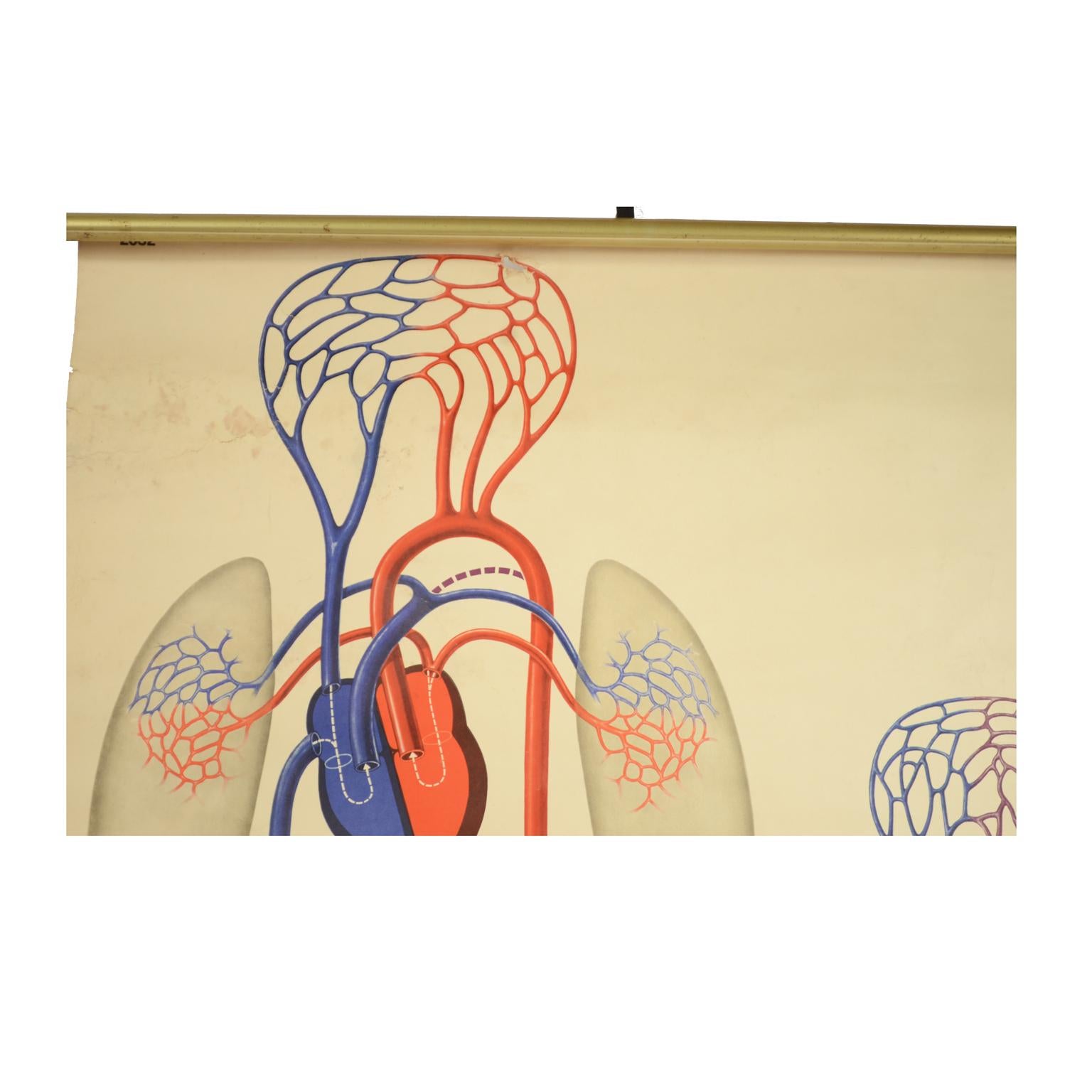 Colored Anatomical Didactic Plate from Germany 1930s In Good Condition In Milan, IT