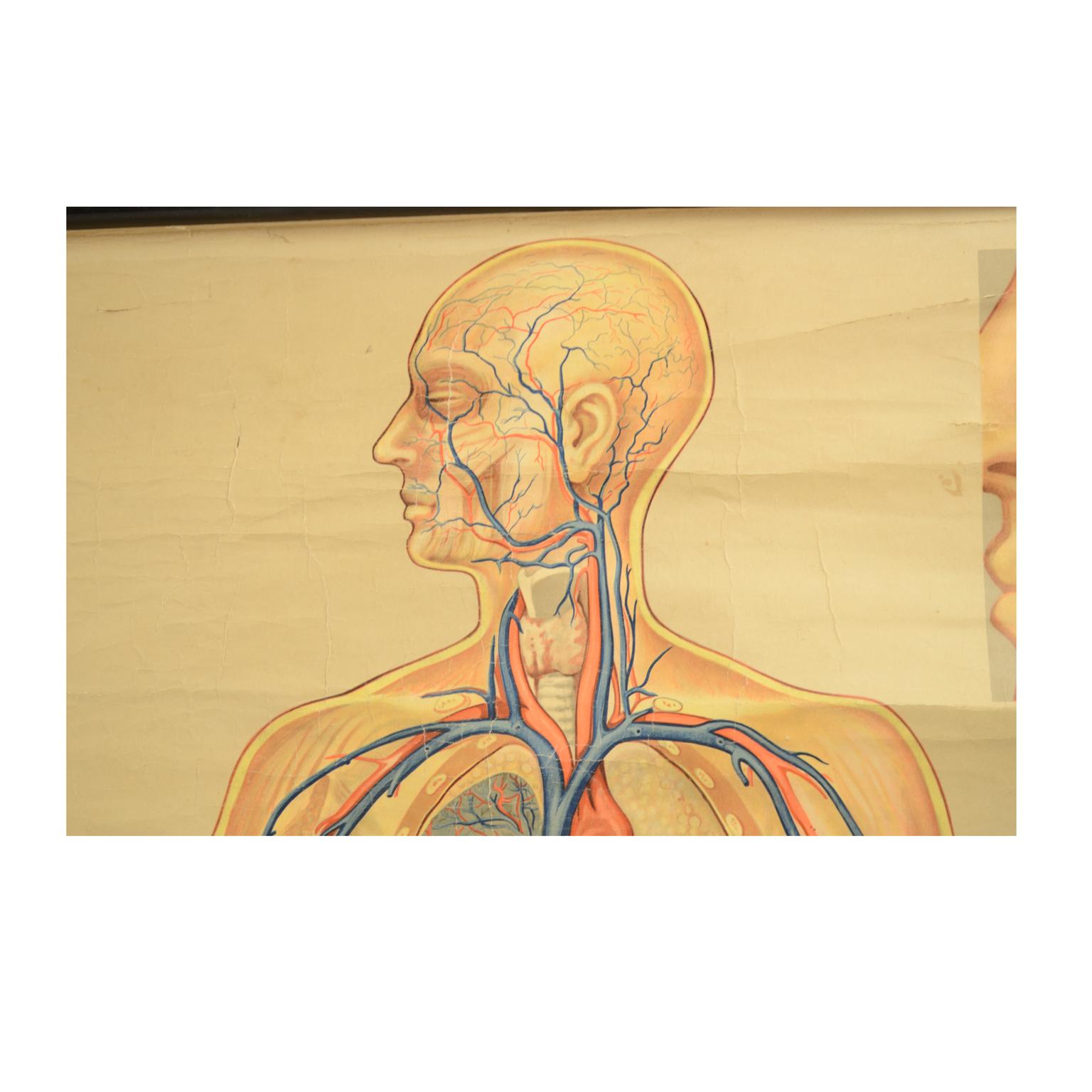 Circulatory System Anatomical Plate by Lehrmittelverlag Hagemann Germany 1930s In Good Condition For Sale In Milan, IT