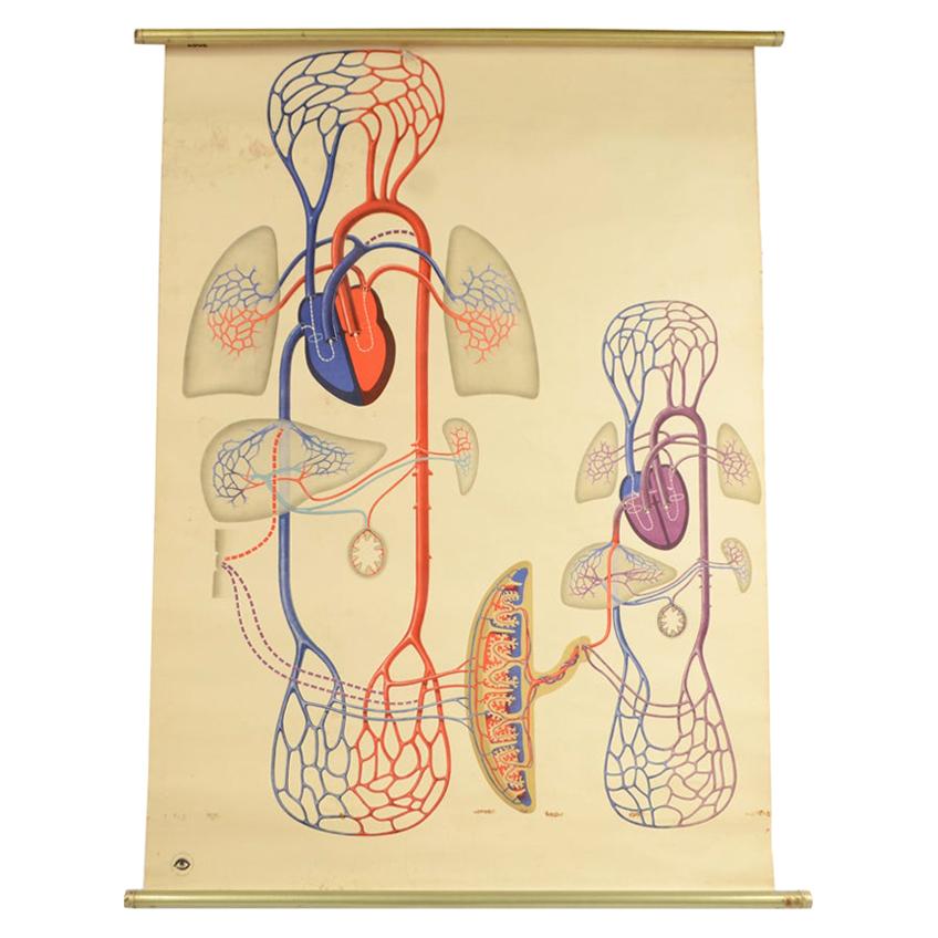 Colored Anatomical Didactic Plate from Germany 1930s