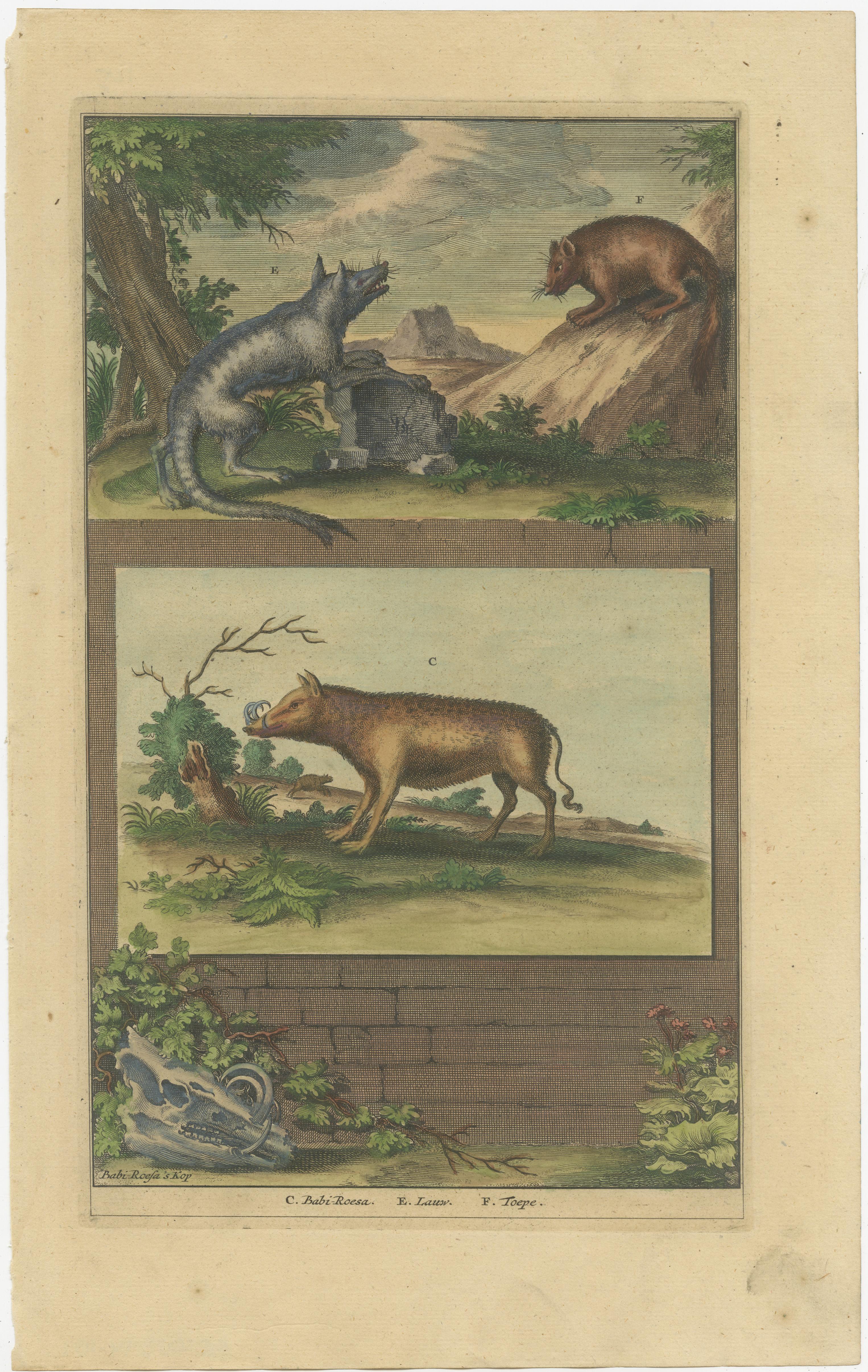 Antiker Druck mit dem Titel 'c. Babi-Roesa. E. Lauw. F. Toepe'. Dieser Druck zeigt Babirusa und zwei andere Tiere, die in Indonesien heimisch sind. Dieser Druck stammt aus 
