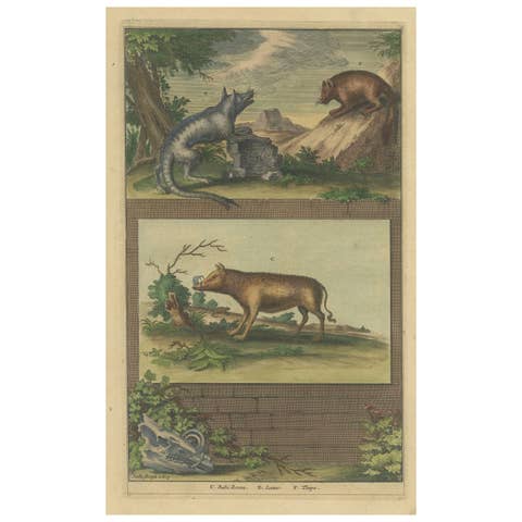 Colored Antique Print of a Babirusa and Two Other Animals, 1726