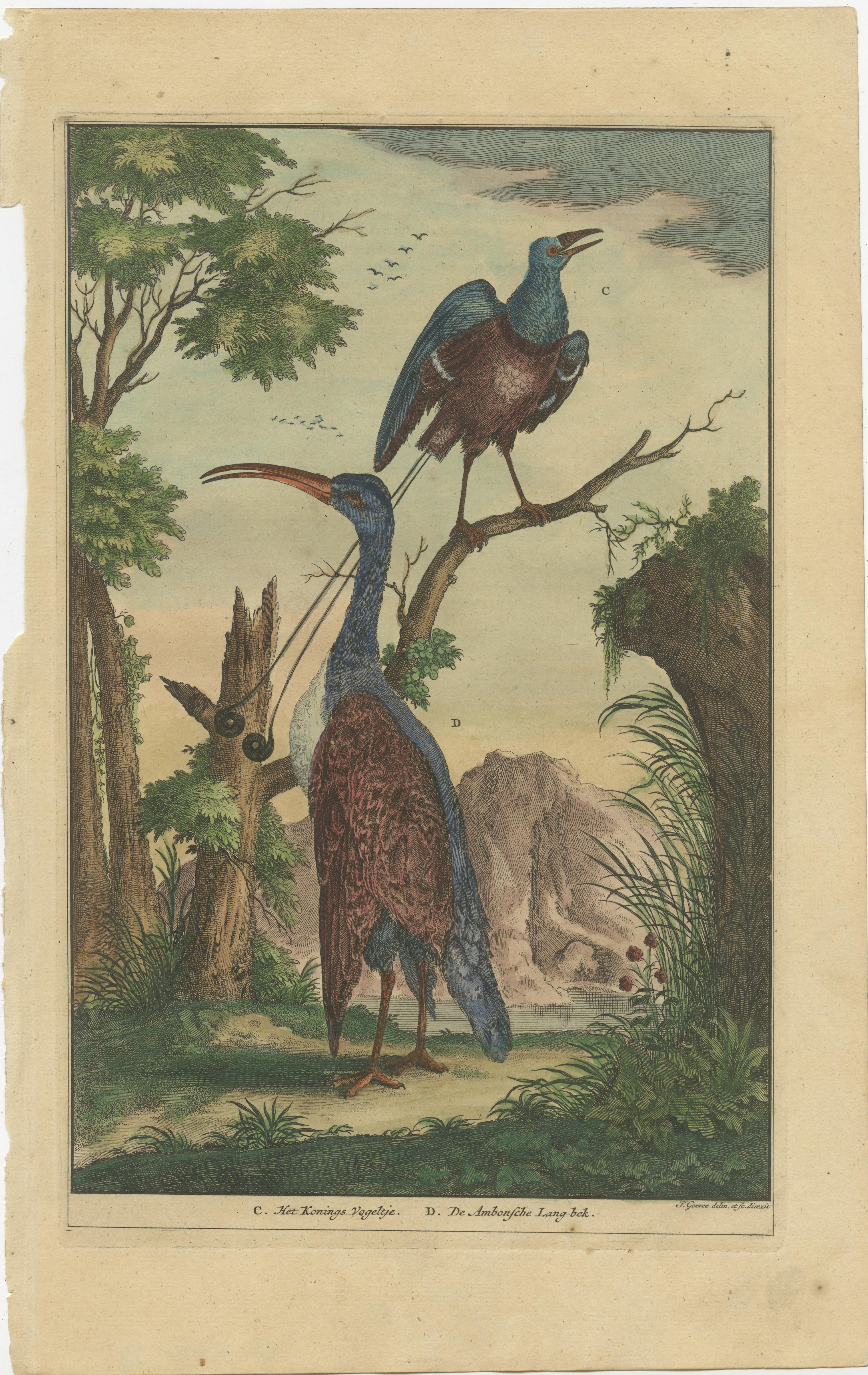 Antique print titled 'C. Het Konings Vogeltje (..)'. This print depicts a bird of paradise and another bird species, native to Ambon/Indonesia. This print originates from 'Oud en Nieuw Oost-Indiën' by F. Valentijn.

François Valentyn or Valentijn