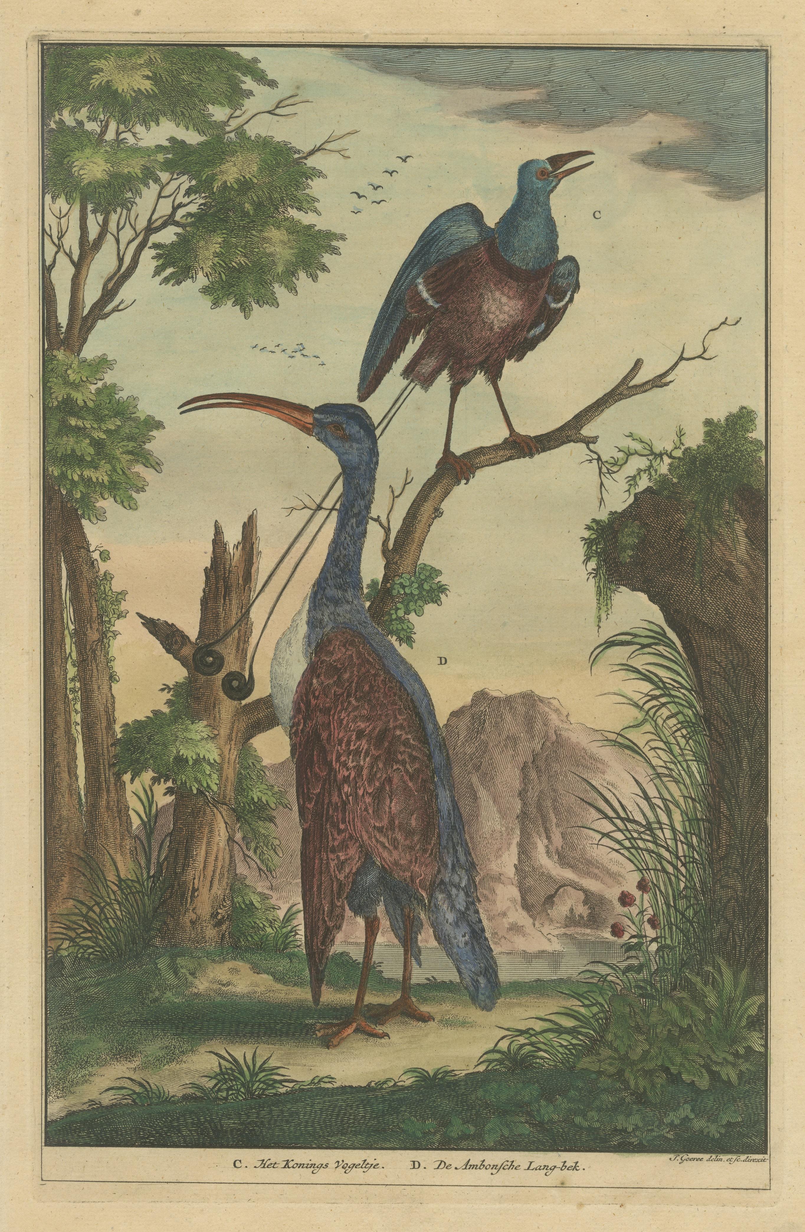 Colored Antique Print of a Bird of Paradise and other Bird native to Indonesia In Good Condition For Sale In Langweer, NL