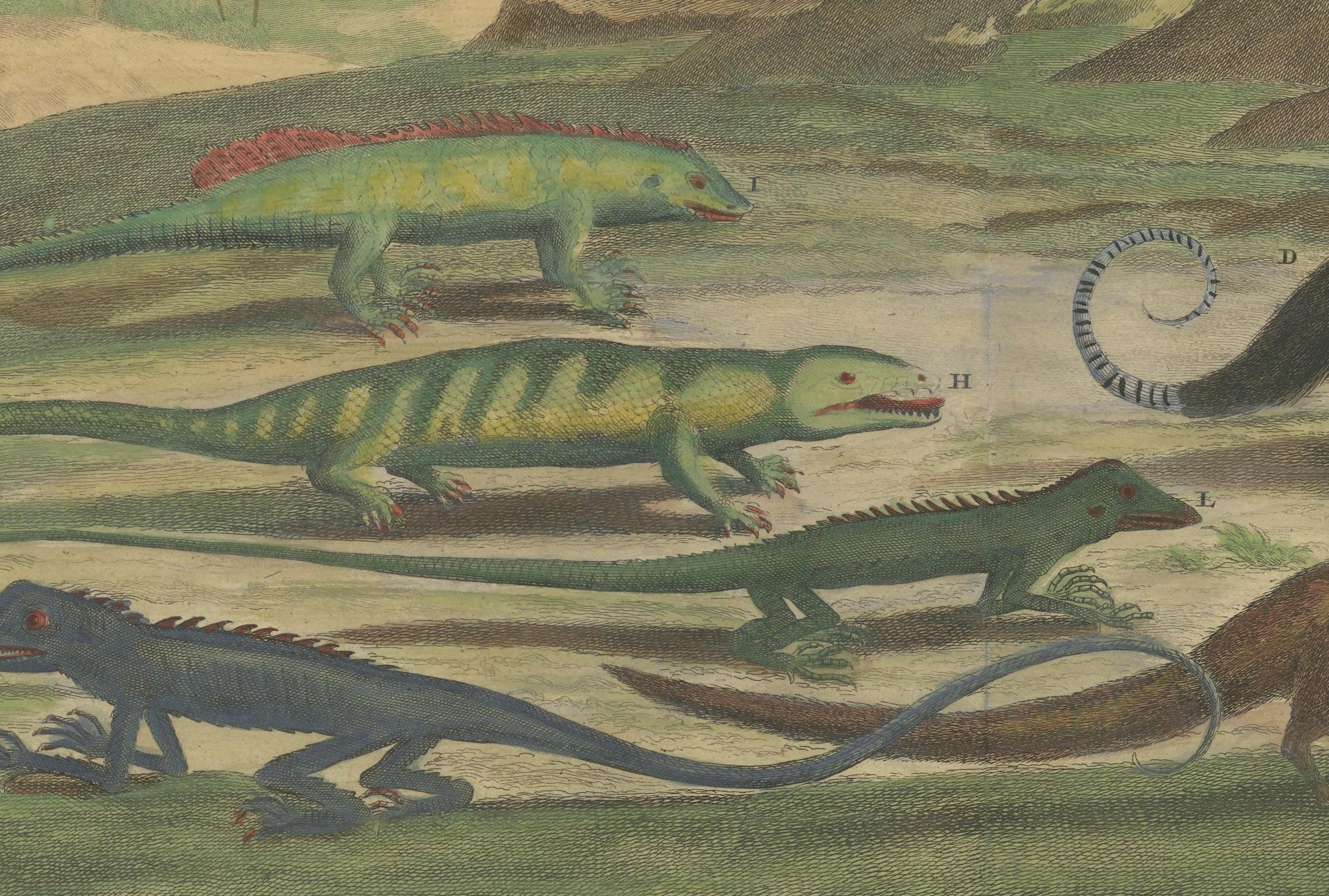 Farbiger antiker Druck eines Cuscus, Lippano und anderer Tiere (18. Jahrhundert) im Angebot