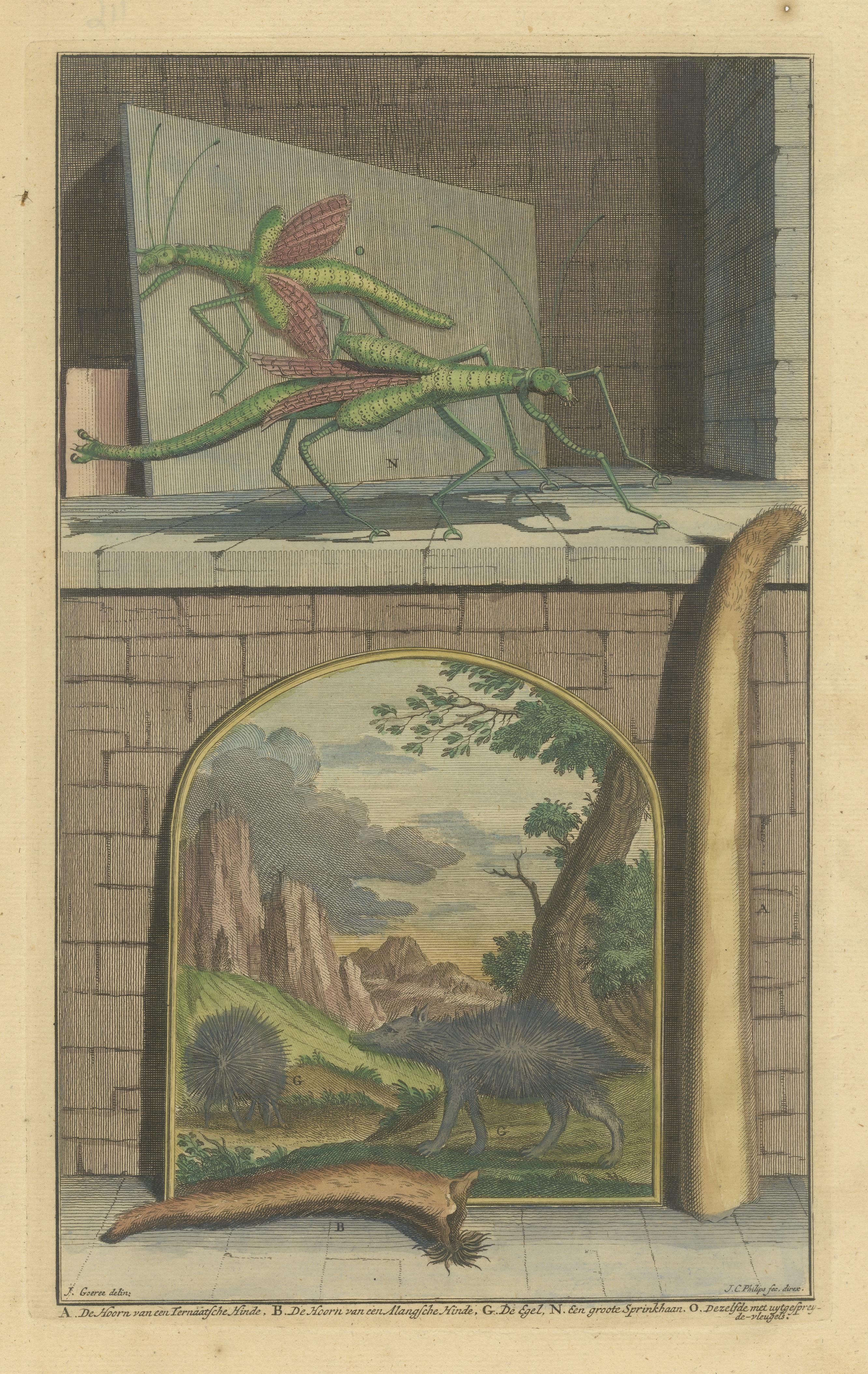 Colored Antique Print of a Grasshopper, Hedgehogs and the Horn of Doe In Good Condition For Sale In Langweer, NL