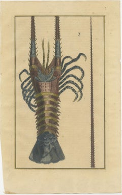 Colored Antique Engraving of a Lobster, 1726