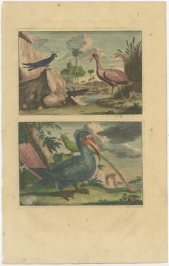 Colored Antique Print of a Swallow, Kingfisher and other Birds of Indonesia