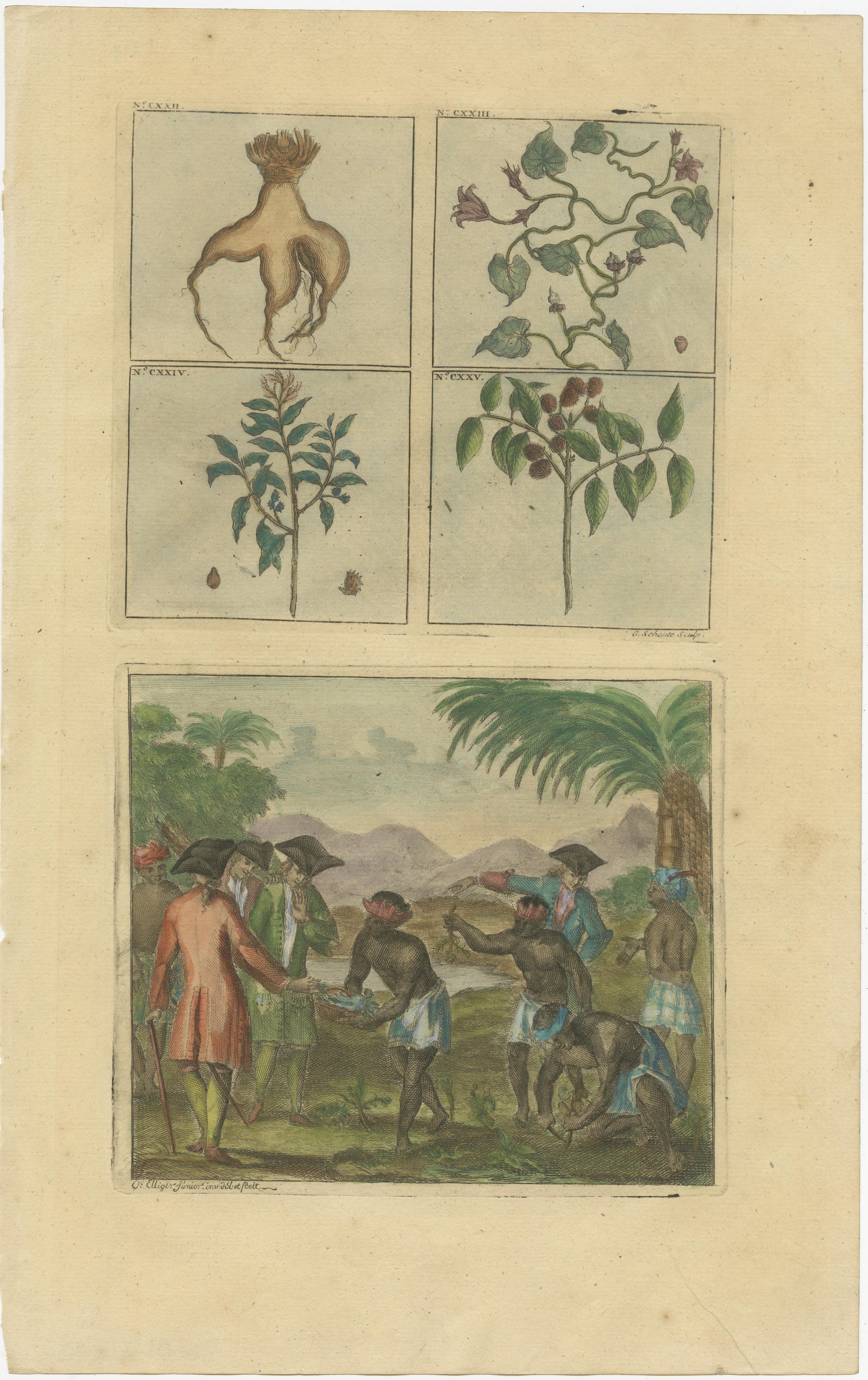 This original antique print depicts various plants and trees from South East Asia, incuding ginger. Below Dutch VOC men with Indonesian natives. This print originates from 'Oud en Nieuw Oost-Indiën' by F. Valentijn.

François Valentyn or Valentijn