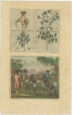 Colored Antique Print of Plants, Trees and Indonesian Natives with VOC Men, 1726