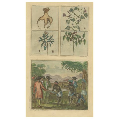 Colored Antique Print of Plants, Trees and Indonesian Natives with VOC Men, 1726