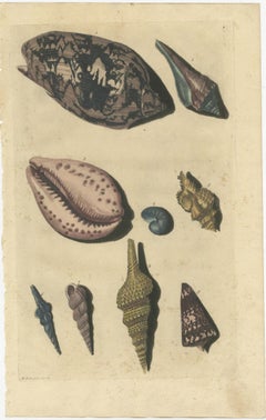 Colored Antique Print of various Sea Shells and Molluscs
