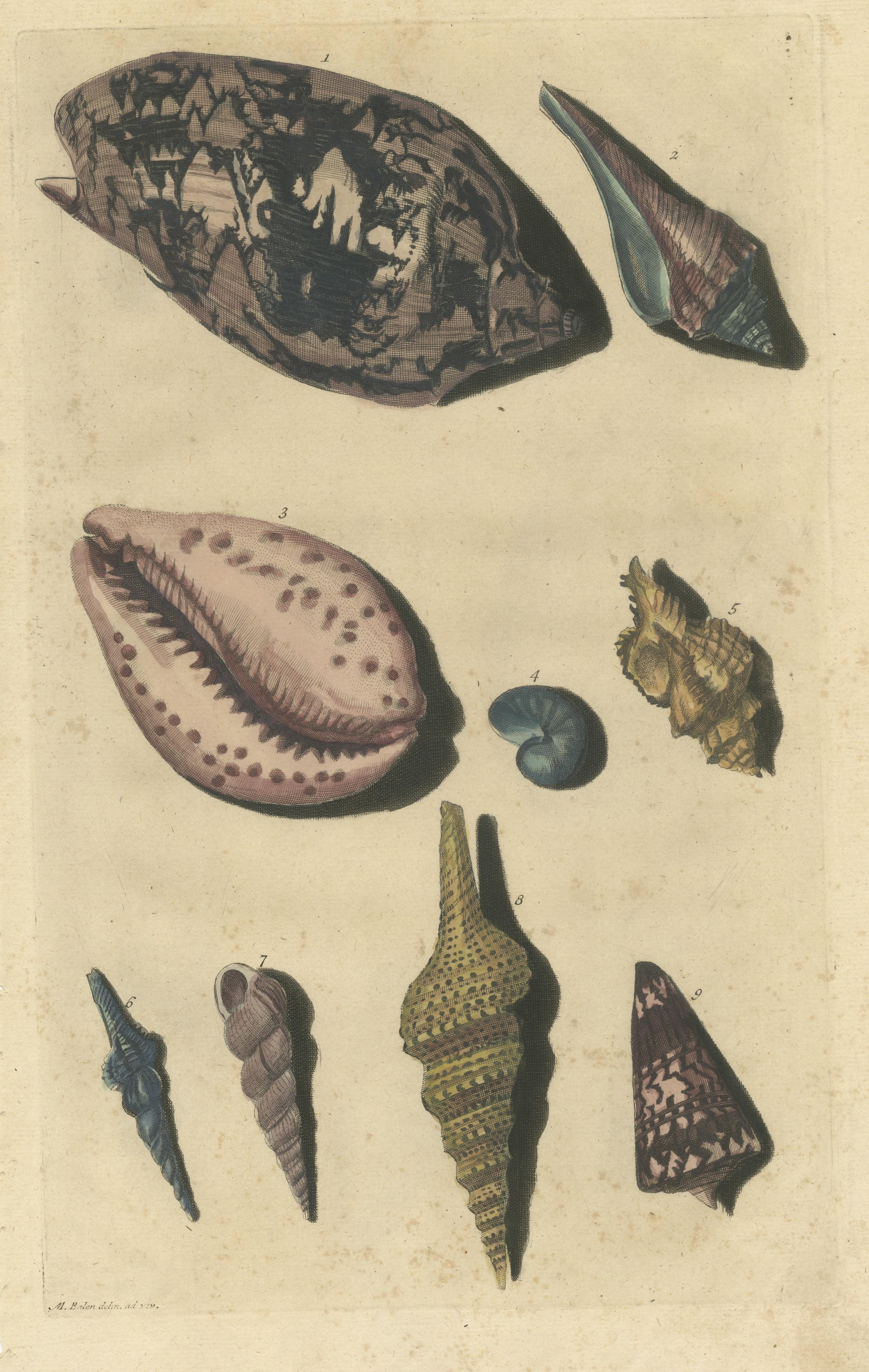 Colored Antique Print of various Sea Shells and Molluscs In Good Condition For Sale In Langweer, NL