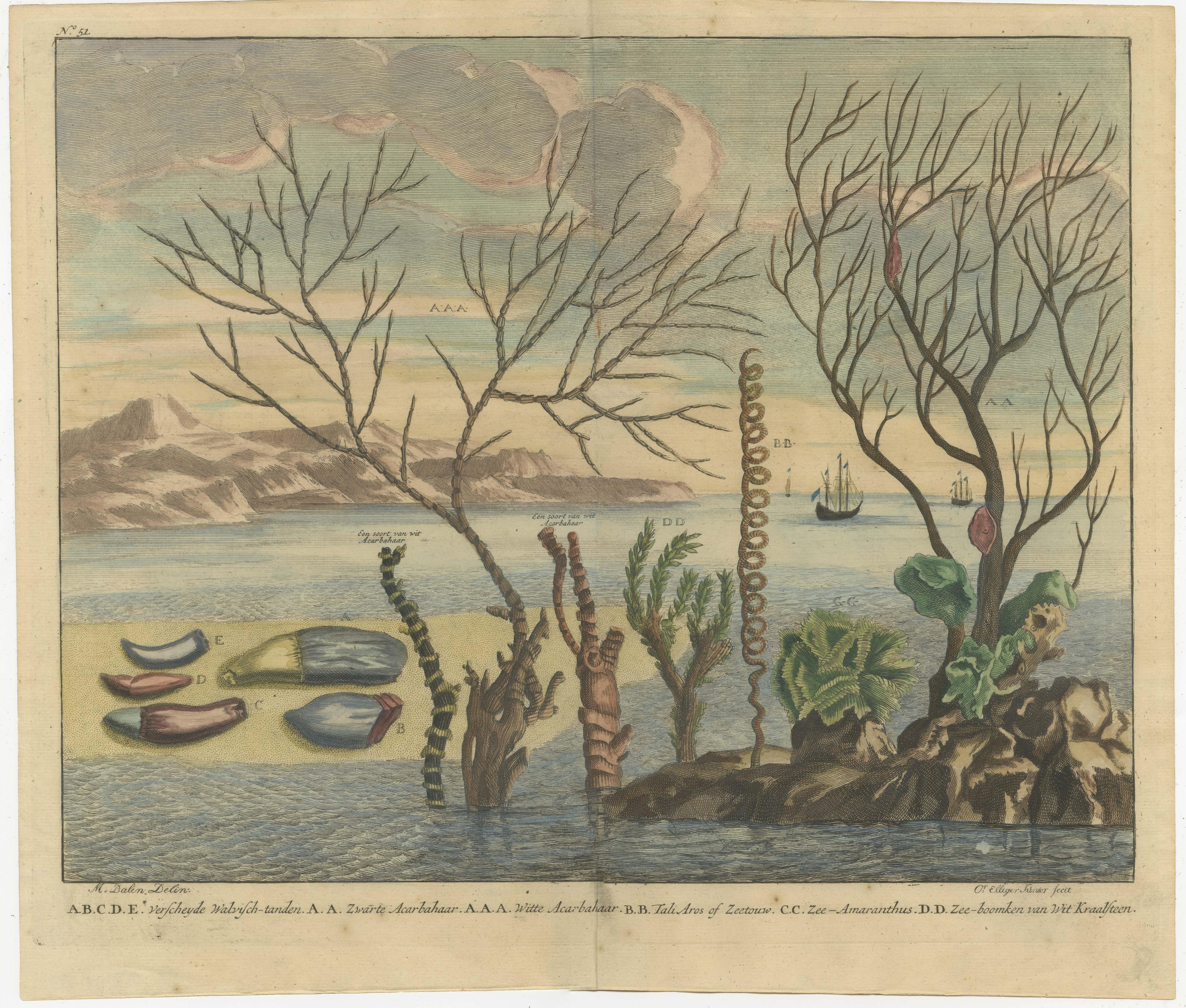 Antique print titled 'Verscheyde Walvisch-tanden - Zwarte Acarbahaar (..)'. This print depicts various water plants including coral native to South East Asia/Indonesia. On the left five whale teeth. In the background sailing vessels.

François