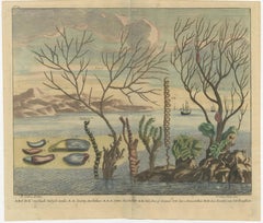 Colored Antique Print of various Water Plants including Coral in Southeast Asia
