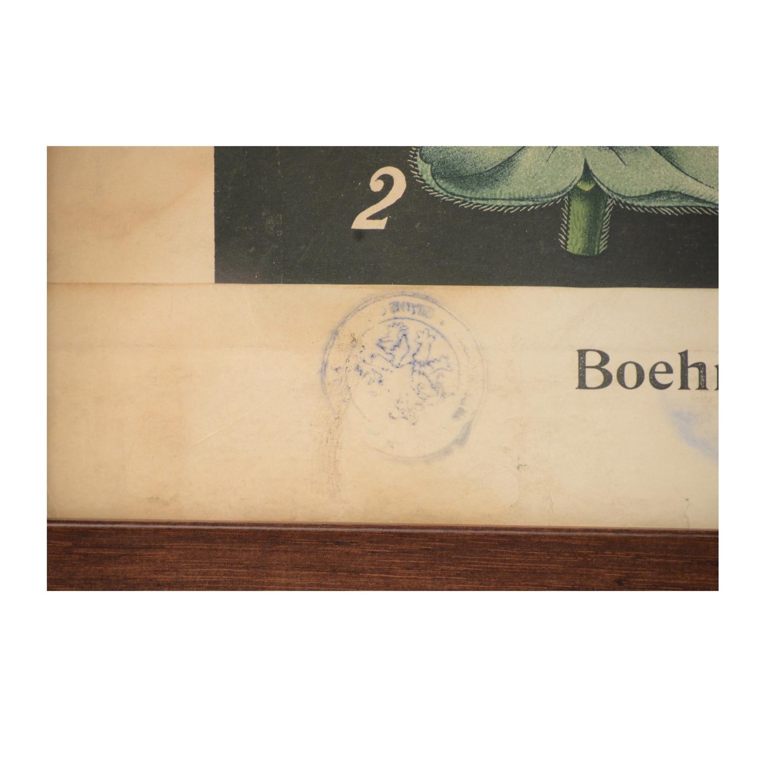 Assiette botanique ancienne Boehmeria tenacissima Manufacture bohème des années 1930 en vente 5