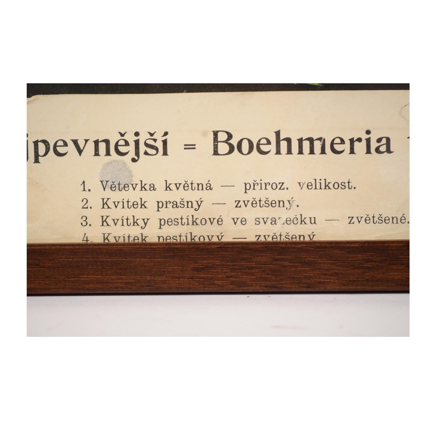 Assiette botanique ancienne Boehmeria tenacissima Manufacture bohème des années 1930 en vente 7