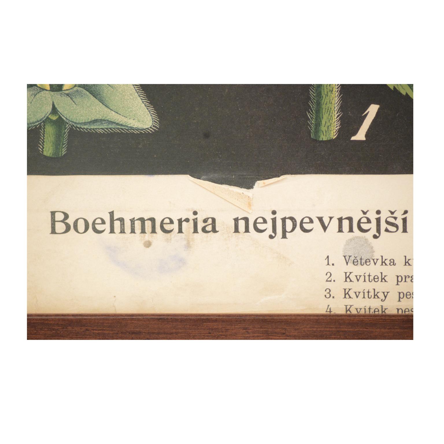 Antique Botanical Plate Boehmeria tenacissima Bohemian Manufacture of the 1930s For Sale 8