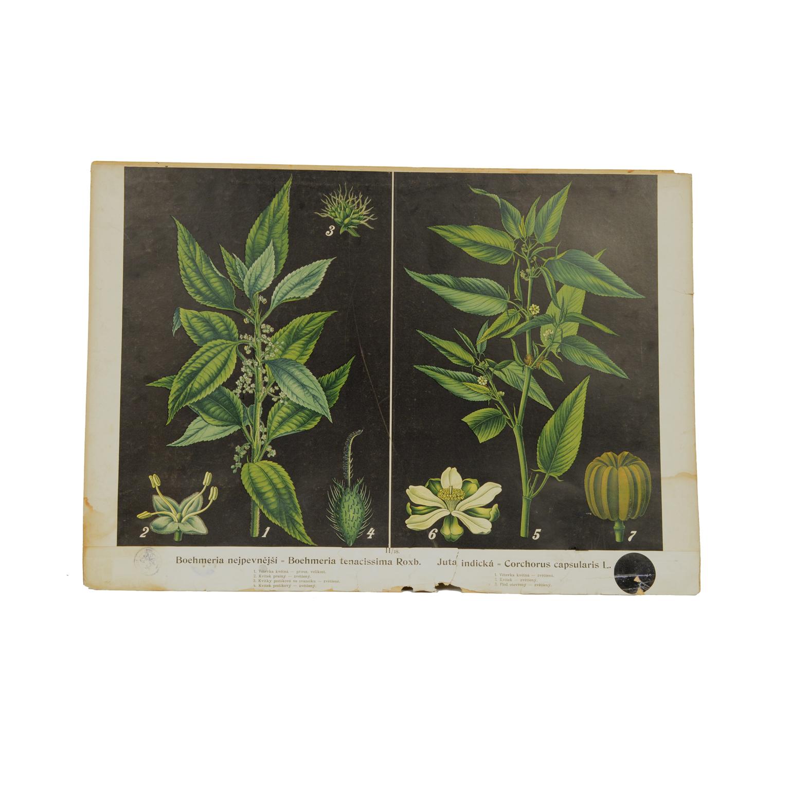 Colored lithograph applied on light cardboard depicting botanical study with various sections of Boehmeria tenacissima Roxb and of Corchorus capsularis L. Bohemian manufacture of the thirties. The black and light colours make the board very elegant