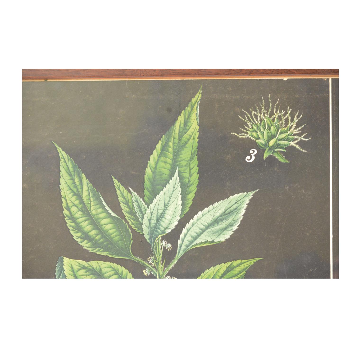 Milieu du XXe siècle Assiette botanique ancienne Boehmeria tenacissima Manufacture bohème des années 1930 en vente