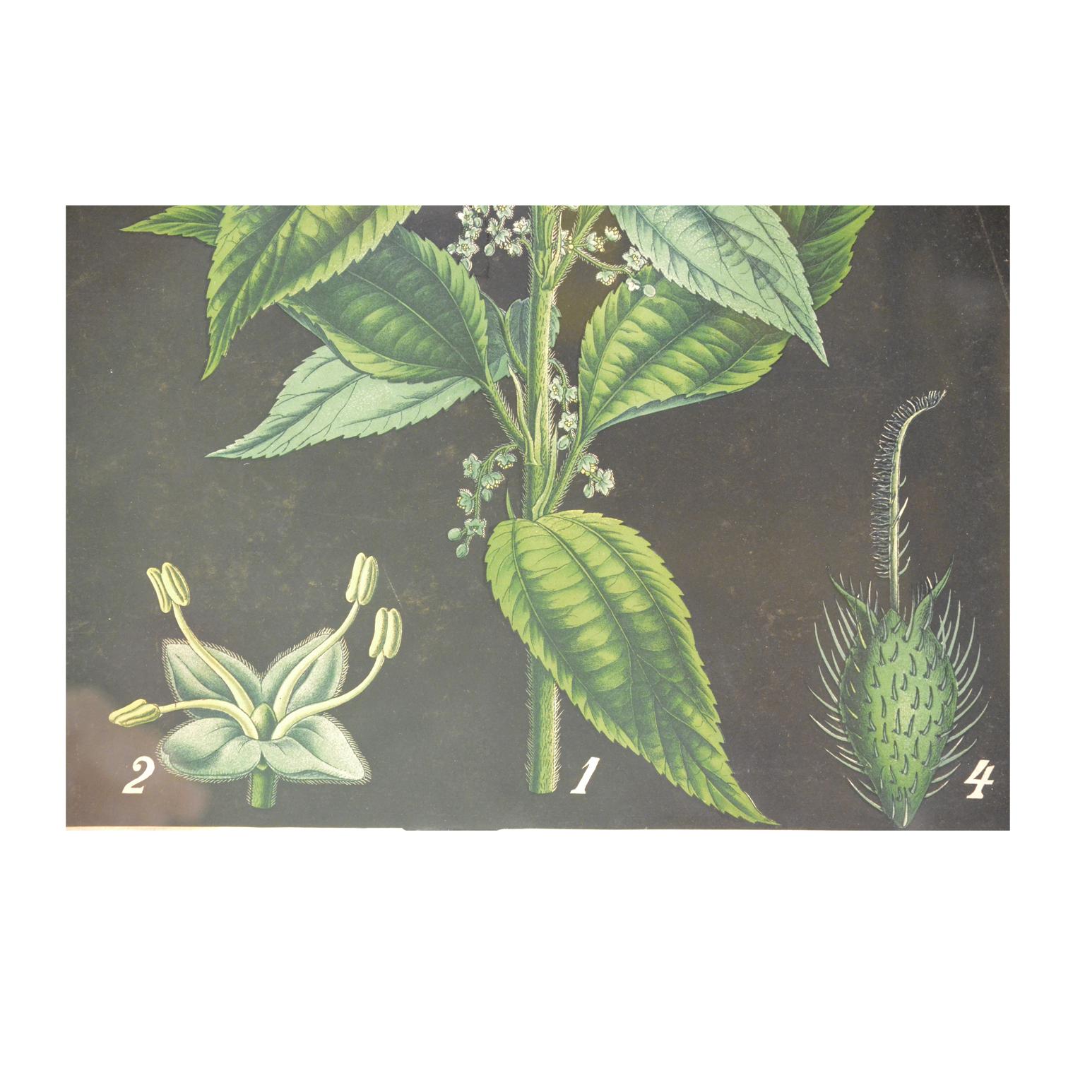 Paper Antique Botanical Plate Boehmeria tenacissima Bohemian Manufacture of the 1930s For Sale